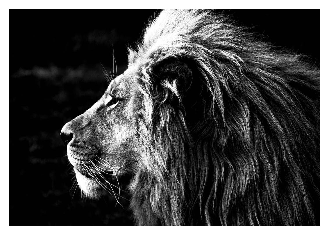 Lion B&W Poster (50x70 cm) - Zwart wit posters