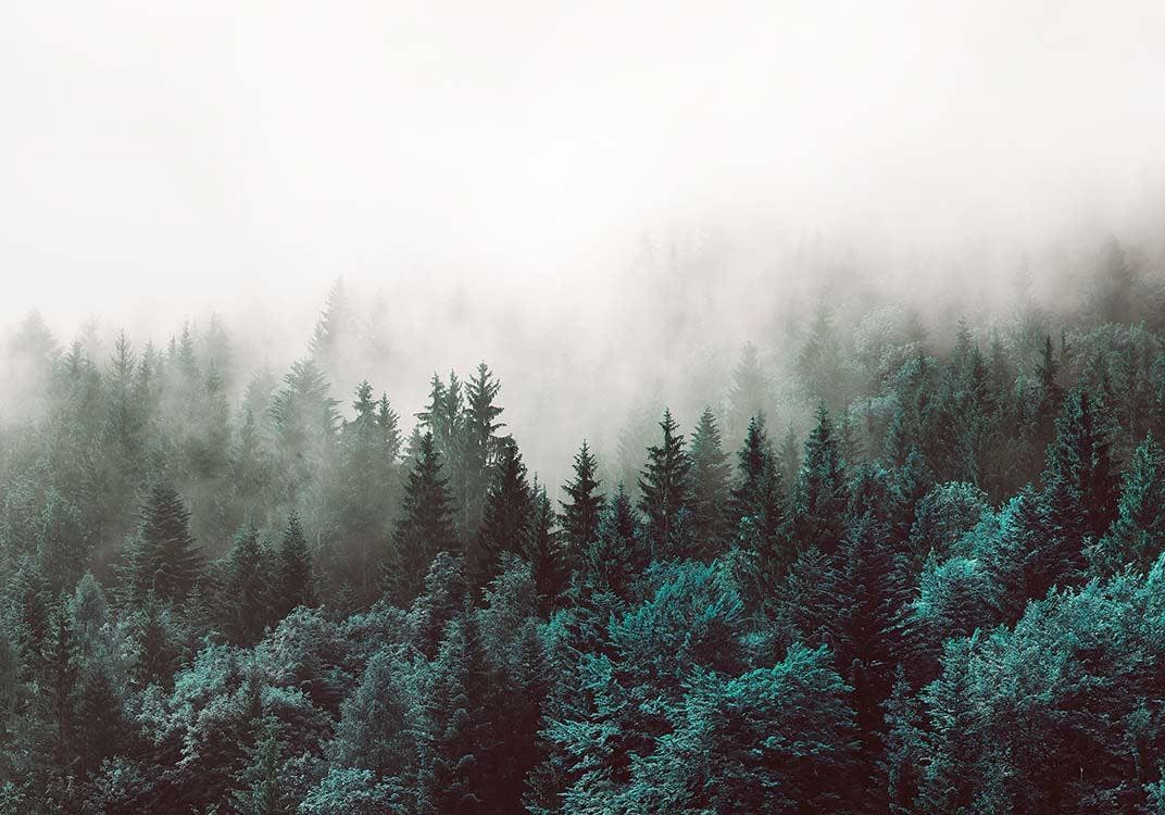 Green Forest, Print 0