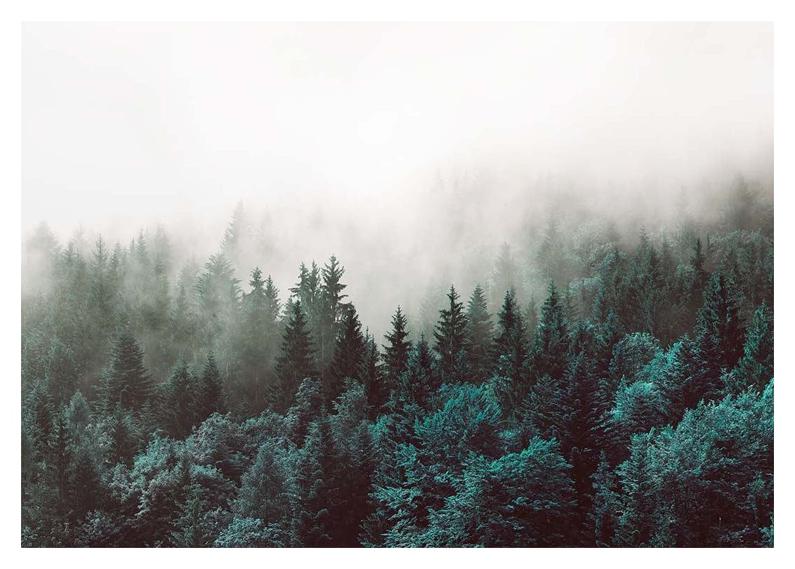 Green Forest, Poster (70x100 cm) -  Bilder mit Naturmotiven