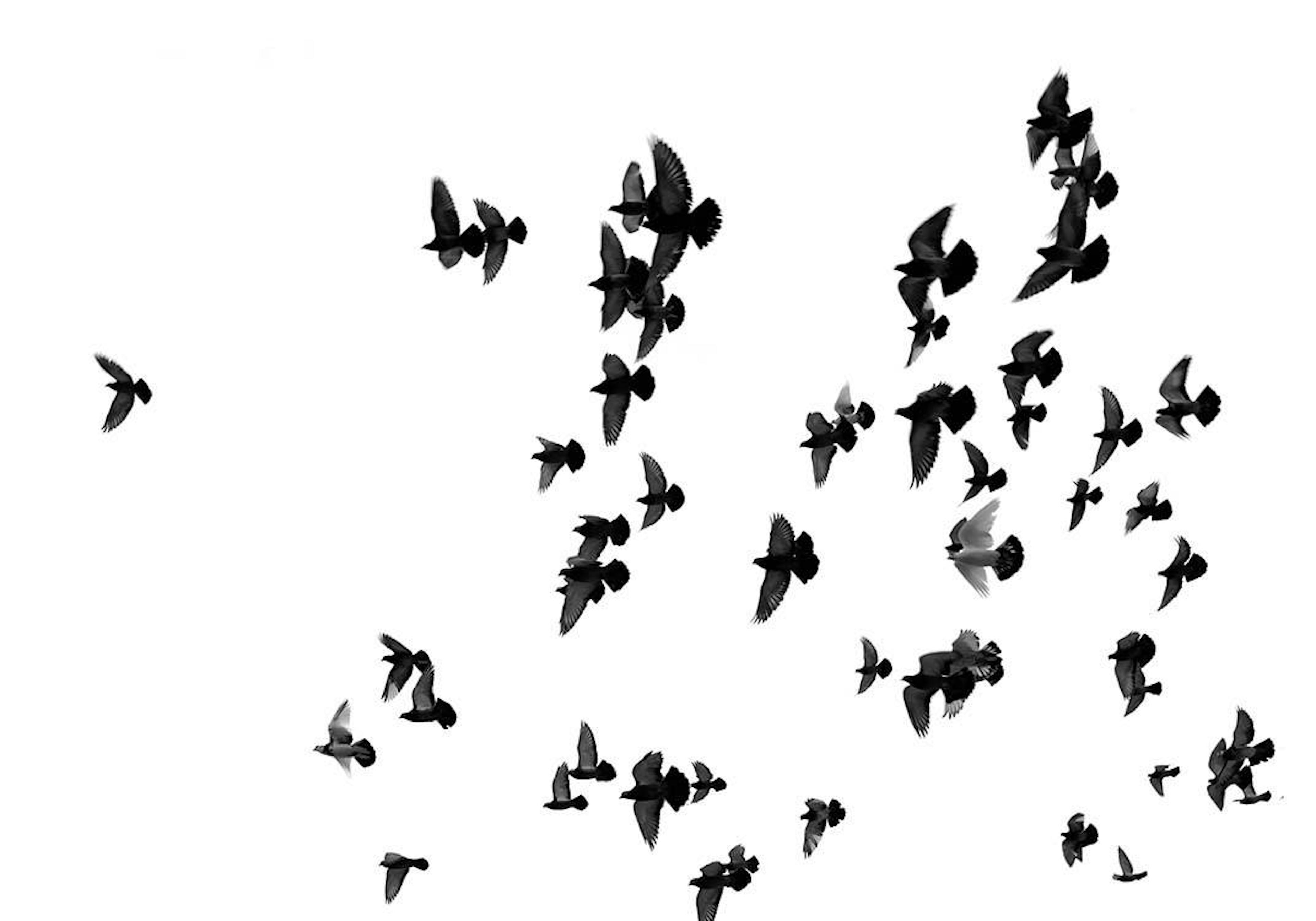 Flying Birds, Poster 0