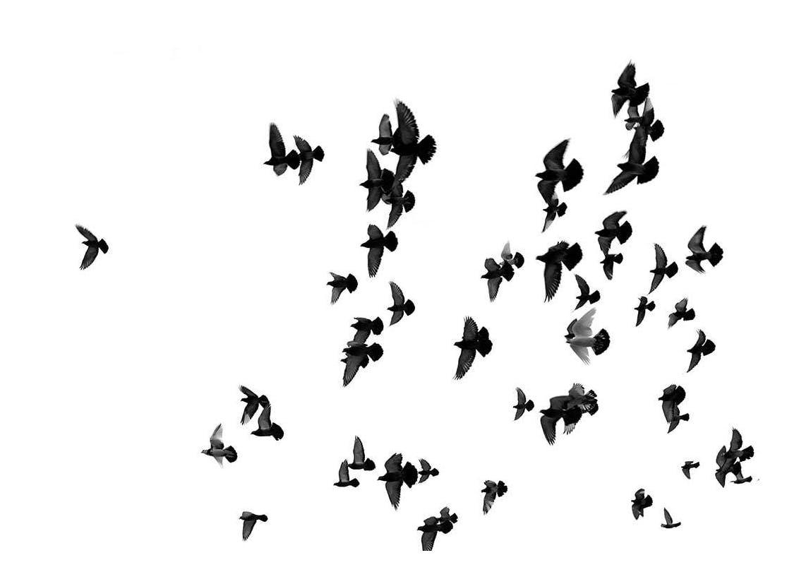 Flying Birds, Plakat (21x30 cm) - Plakater > Svarthvitt plakater
