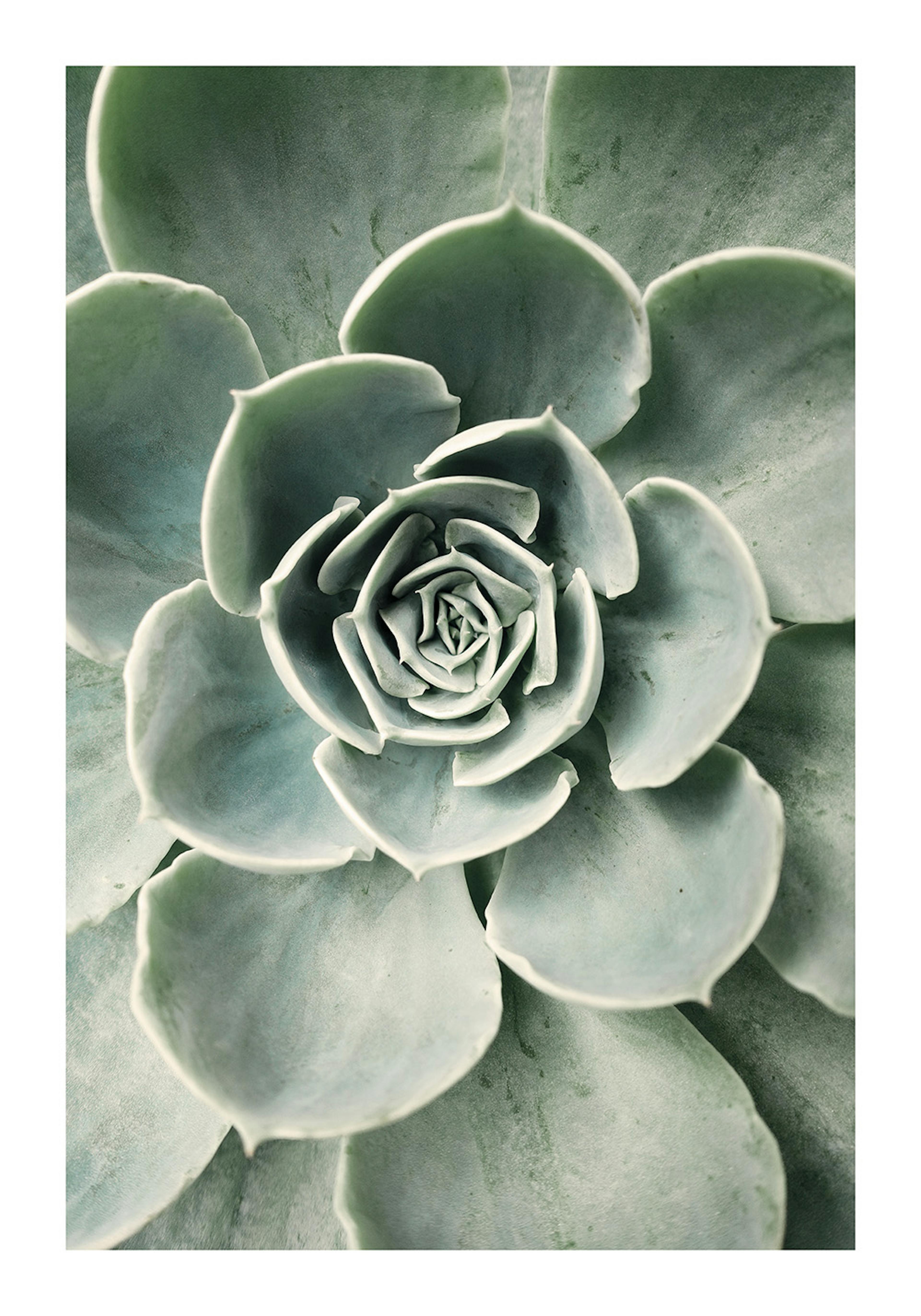 Cactus Flower Poster 0