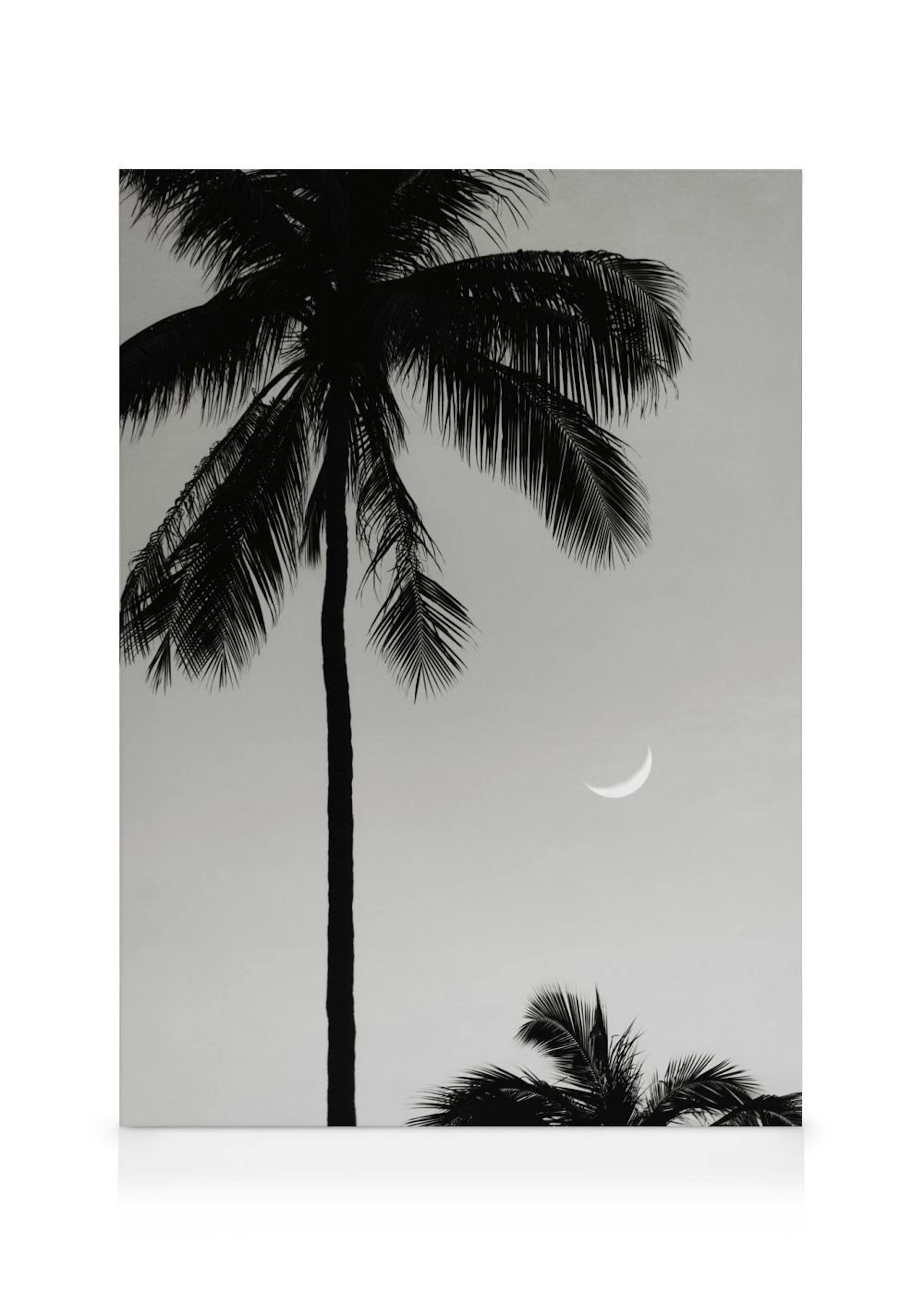 Moonlit Palms Kanvaasi 0