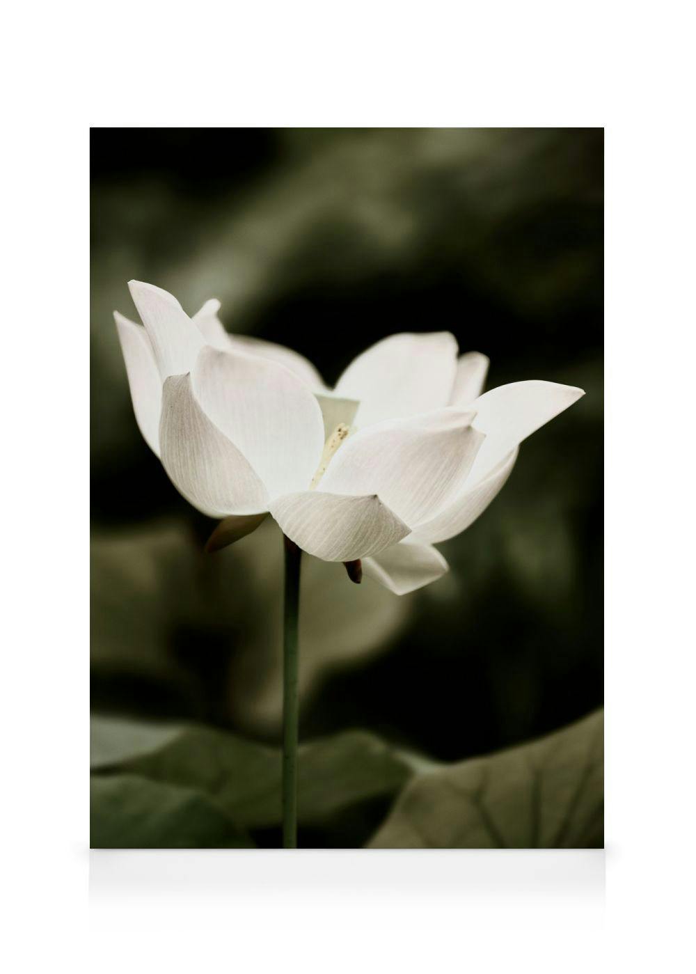 A canvas print featuring a white lotus flower with a yellow center, on a dark, out-of-focus green background.