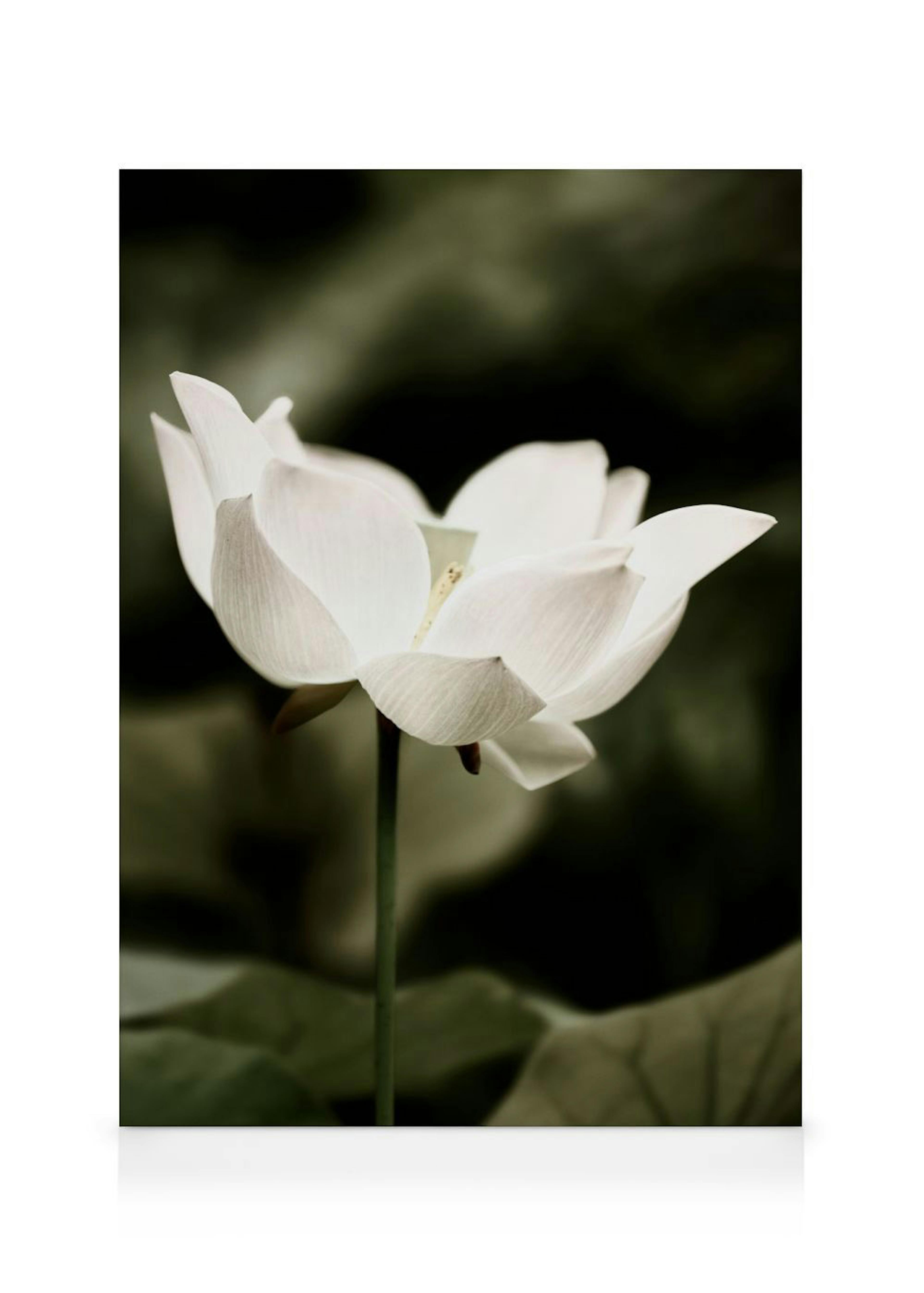 Symbol of Peace Tela 0