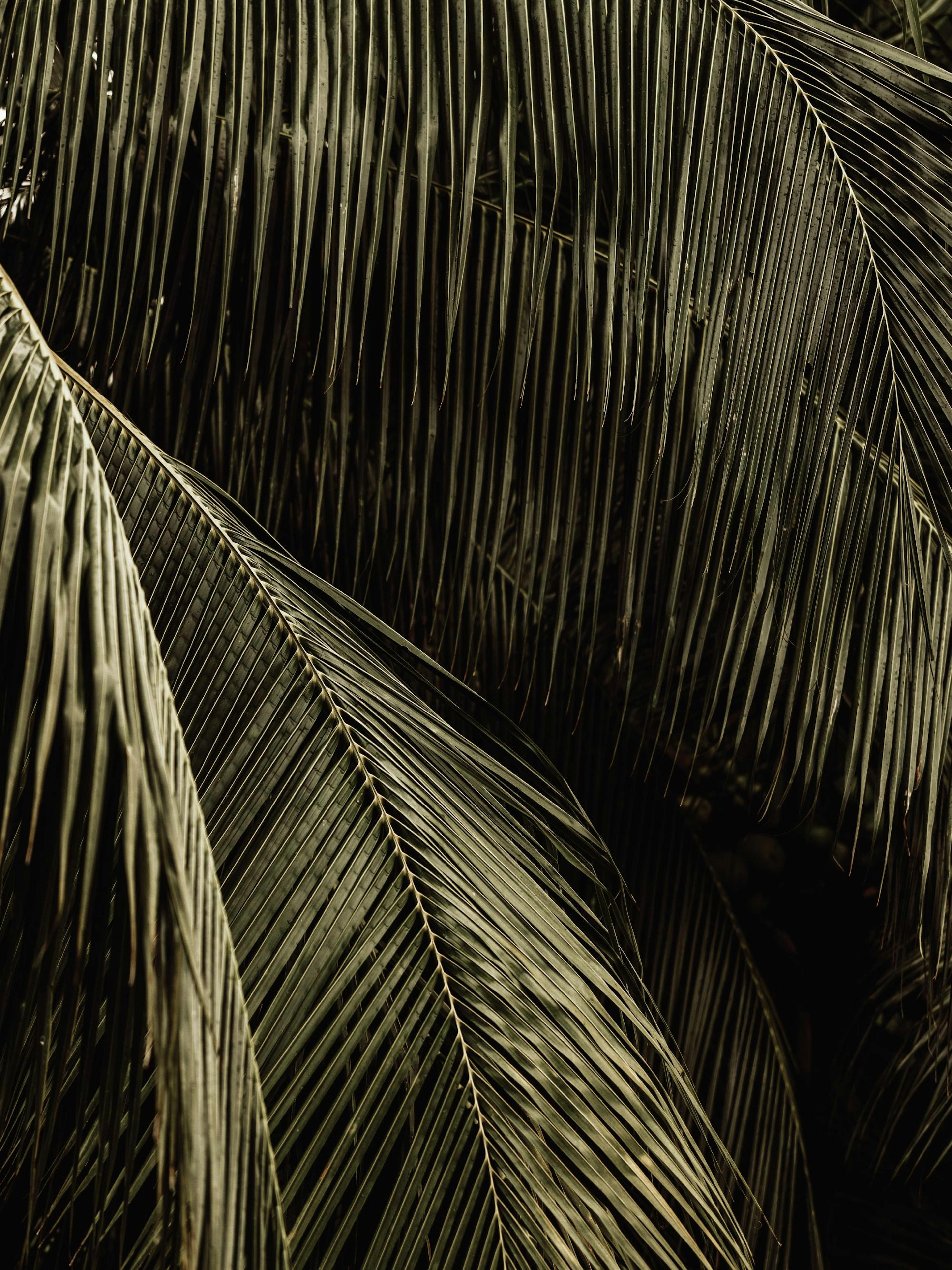 Palm Reverie Plagát