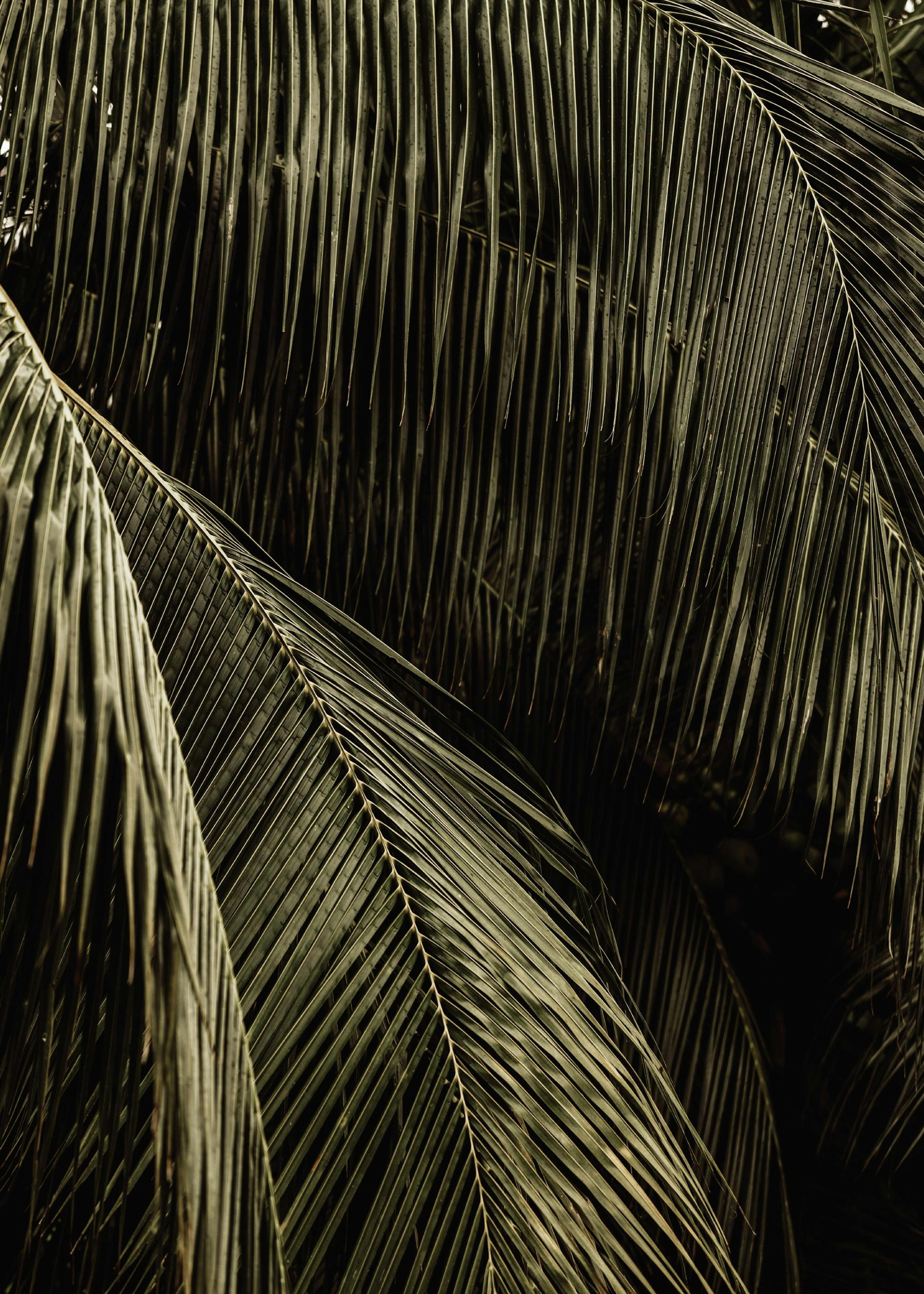 Palm Reverie Poster 0