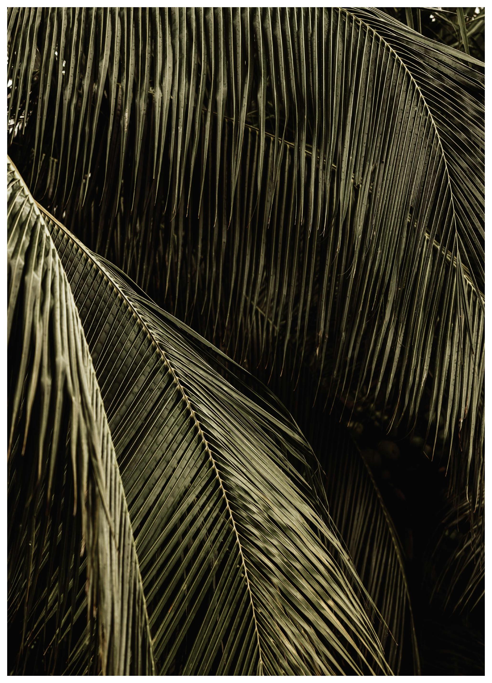 Palm Reverie Poster (70x100 cm)