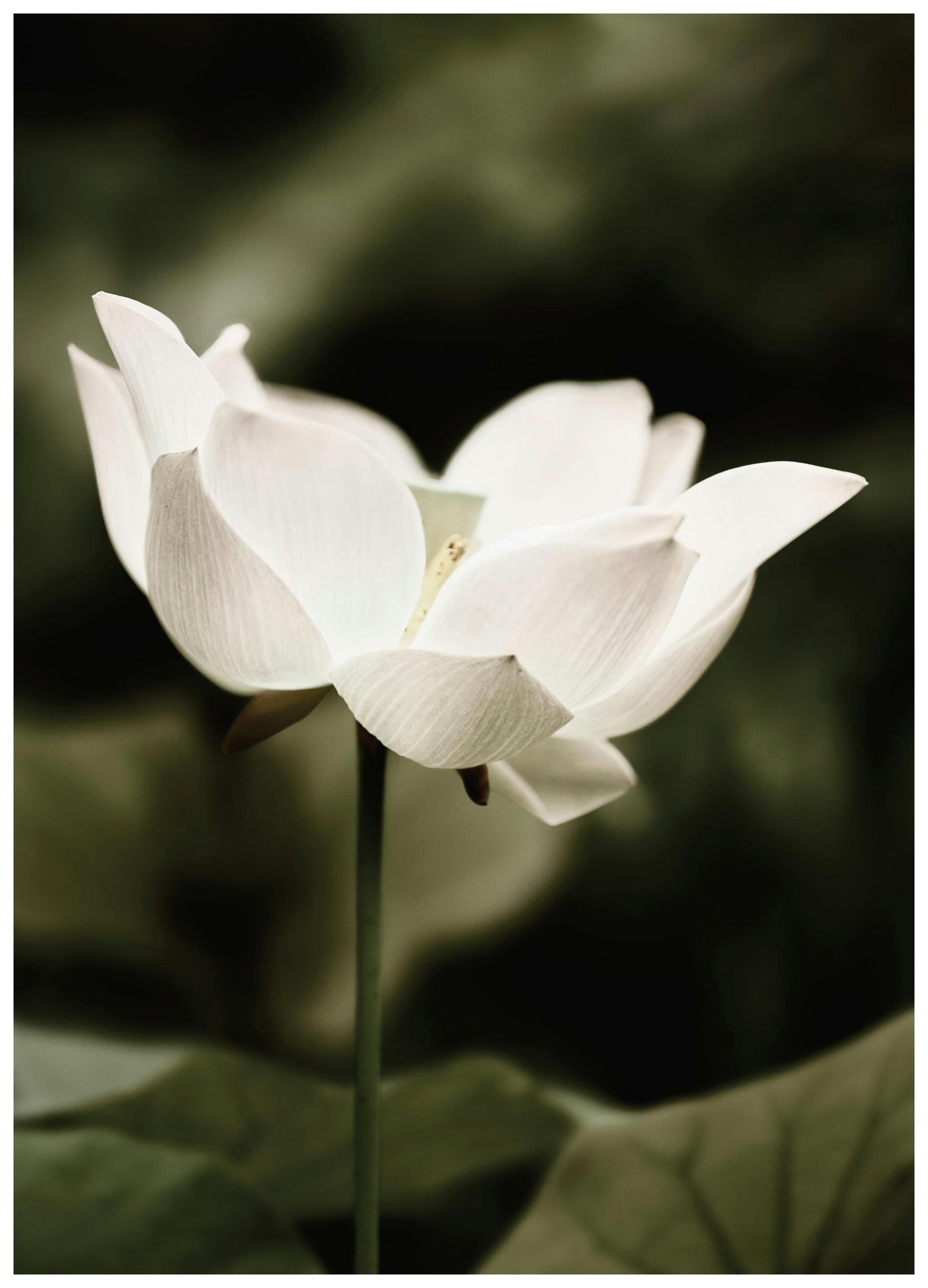 Symbol of Peace Poster (50x70 cm) -  Poster mit Blumenmotiven