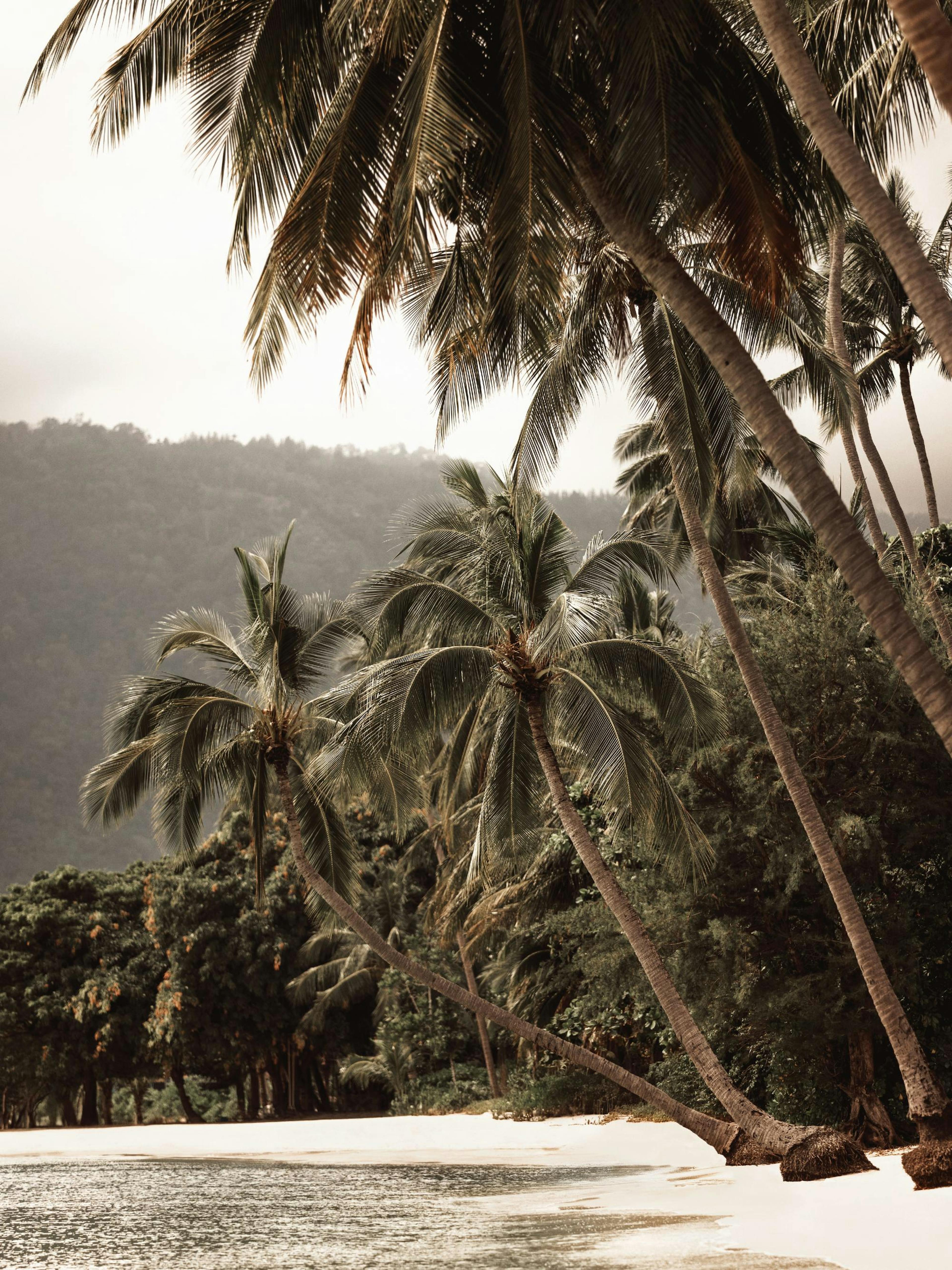 Tropical Embrace Print