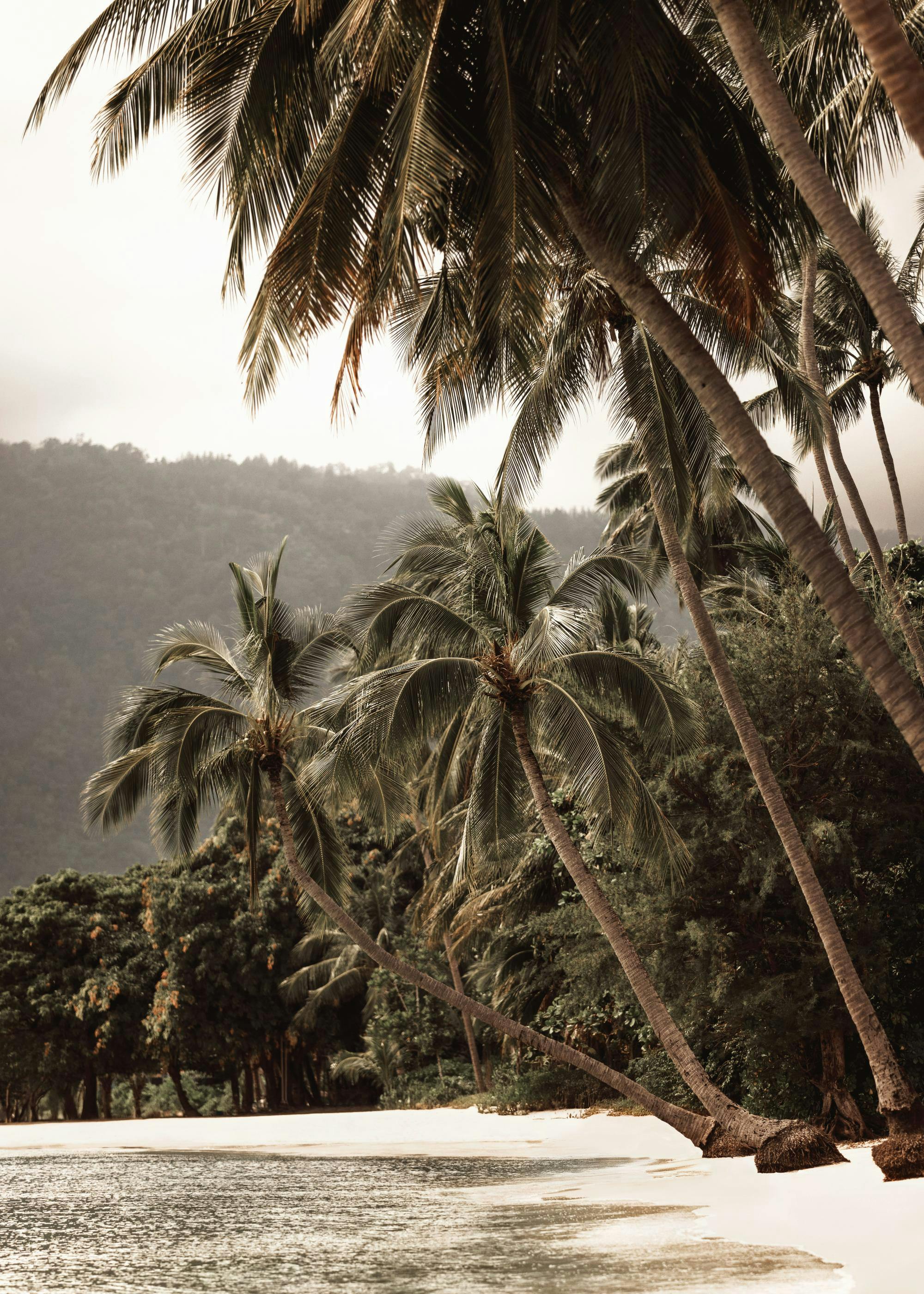 Tropical Embrace Poster 0