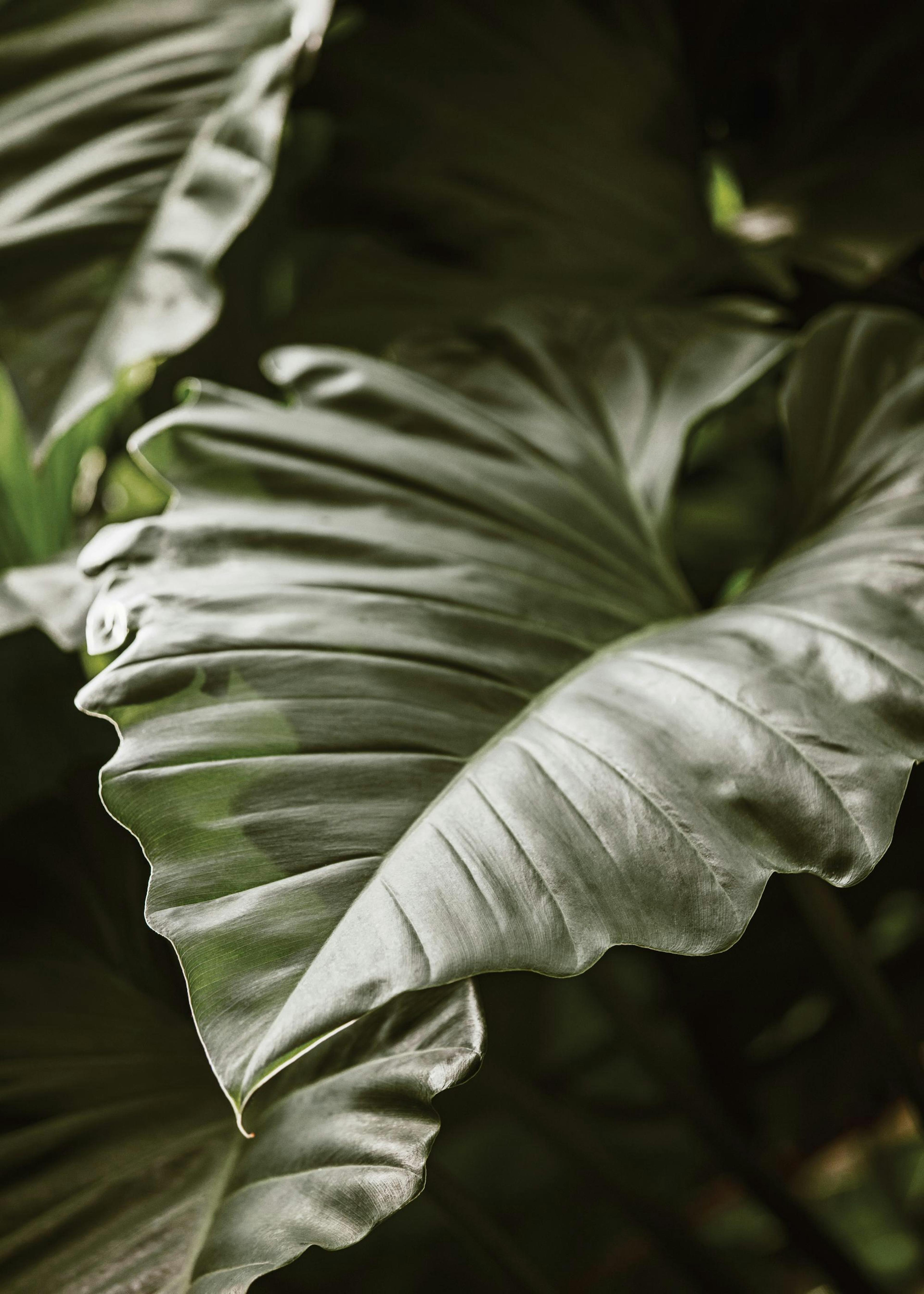 Green Serenity Poster 0