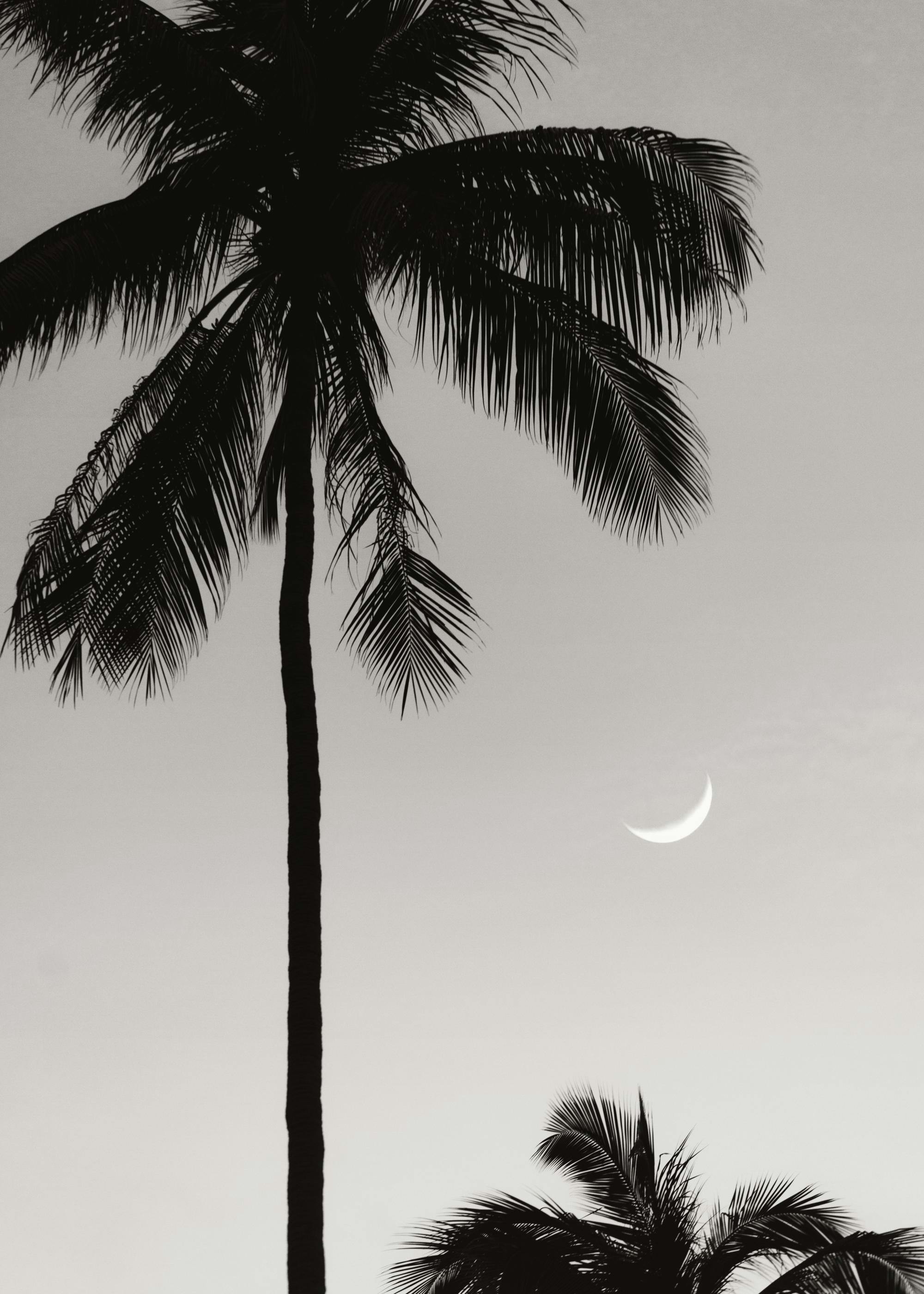 Moonlit Palms Poster 0