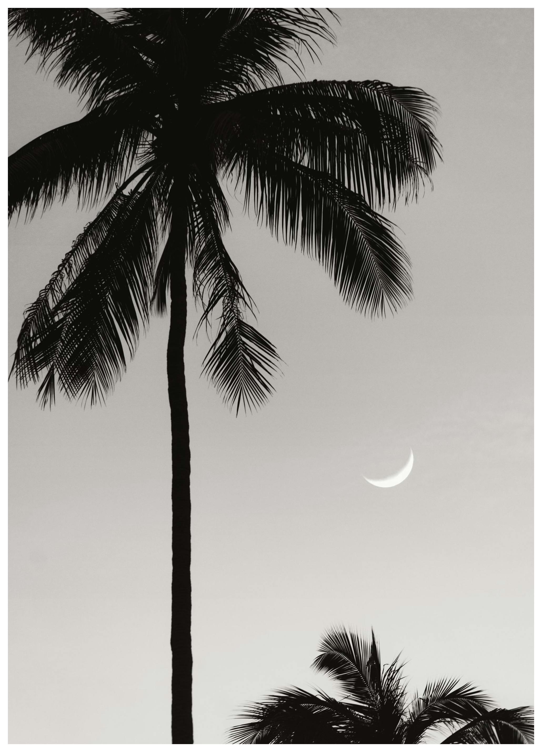 Moonlit Palms Poster (50x70 cm)