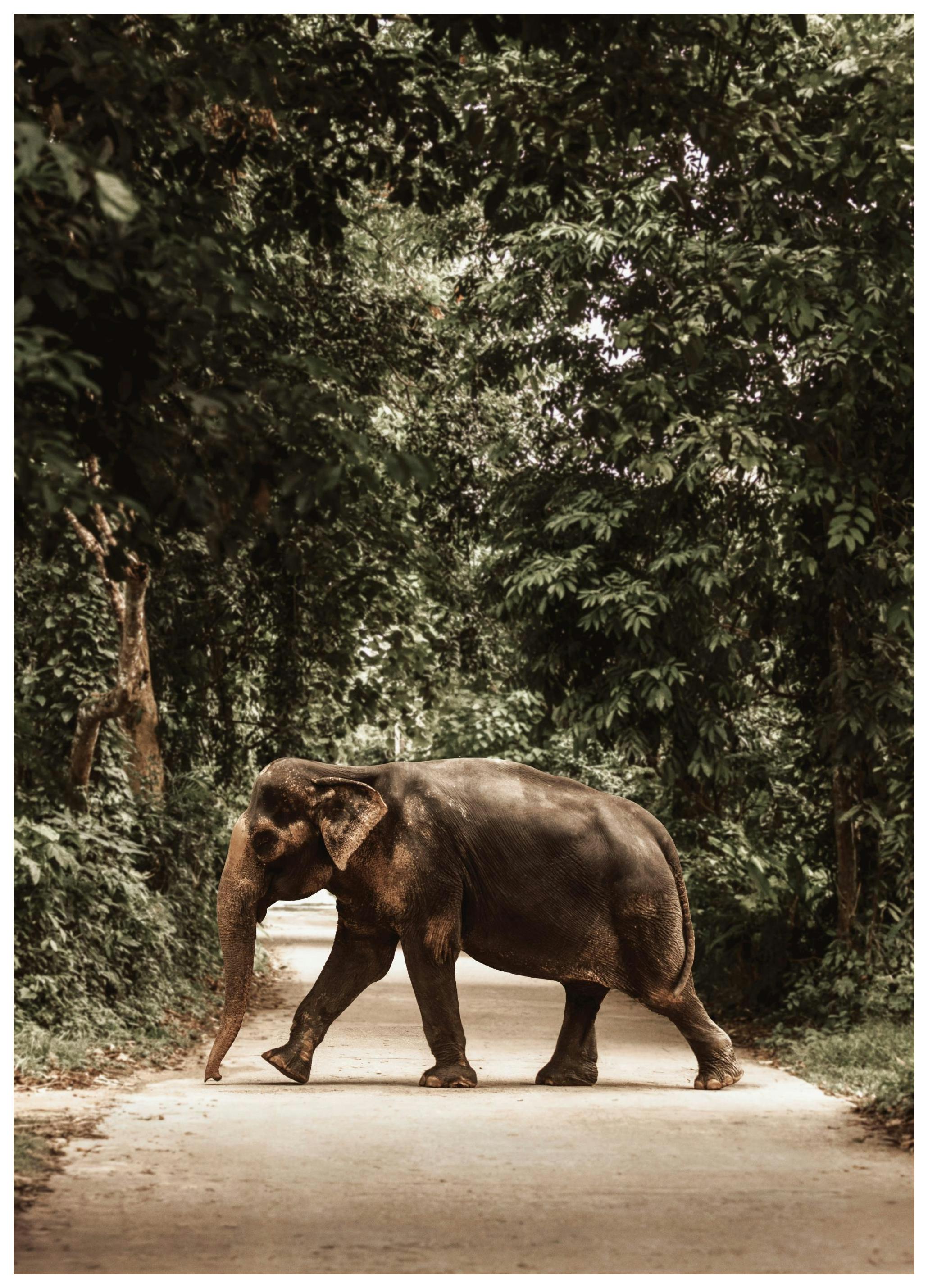 Prints - Path of Giants Print (50x70 cm) - Animal art prints