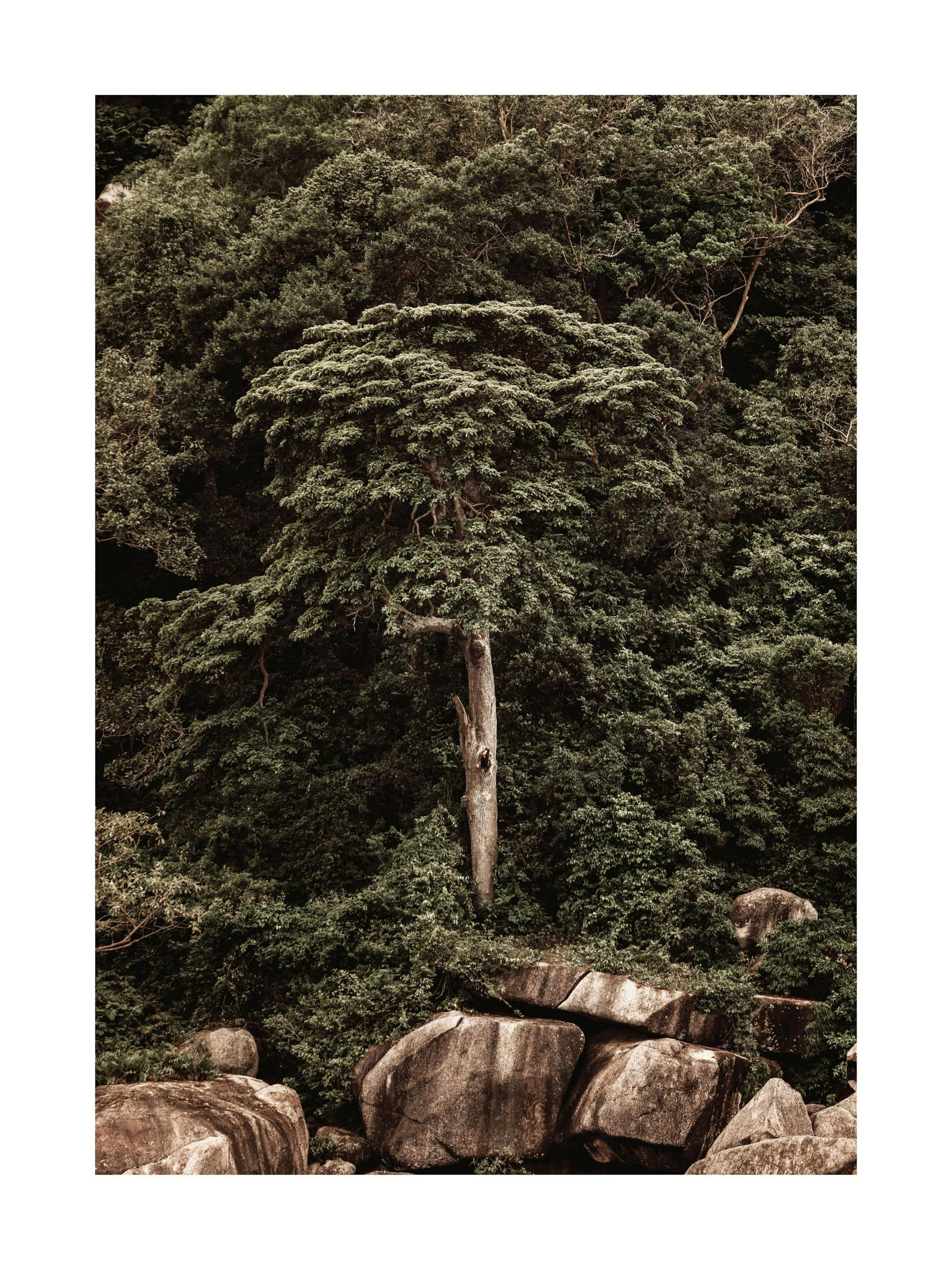 Roots of the Earth Poster