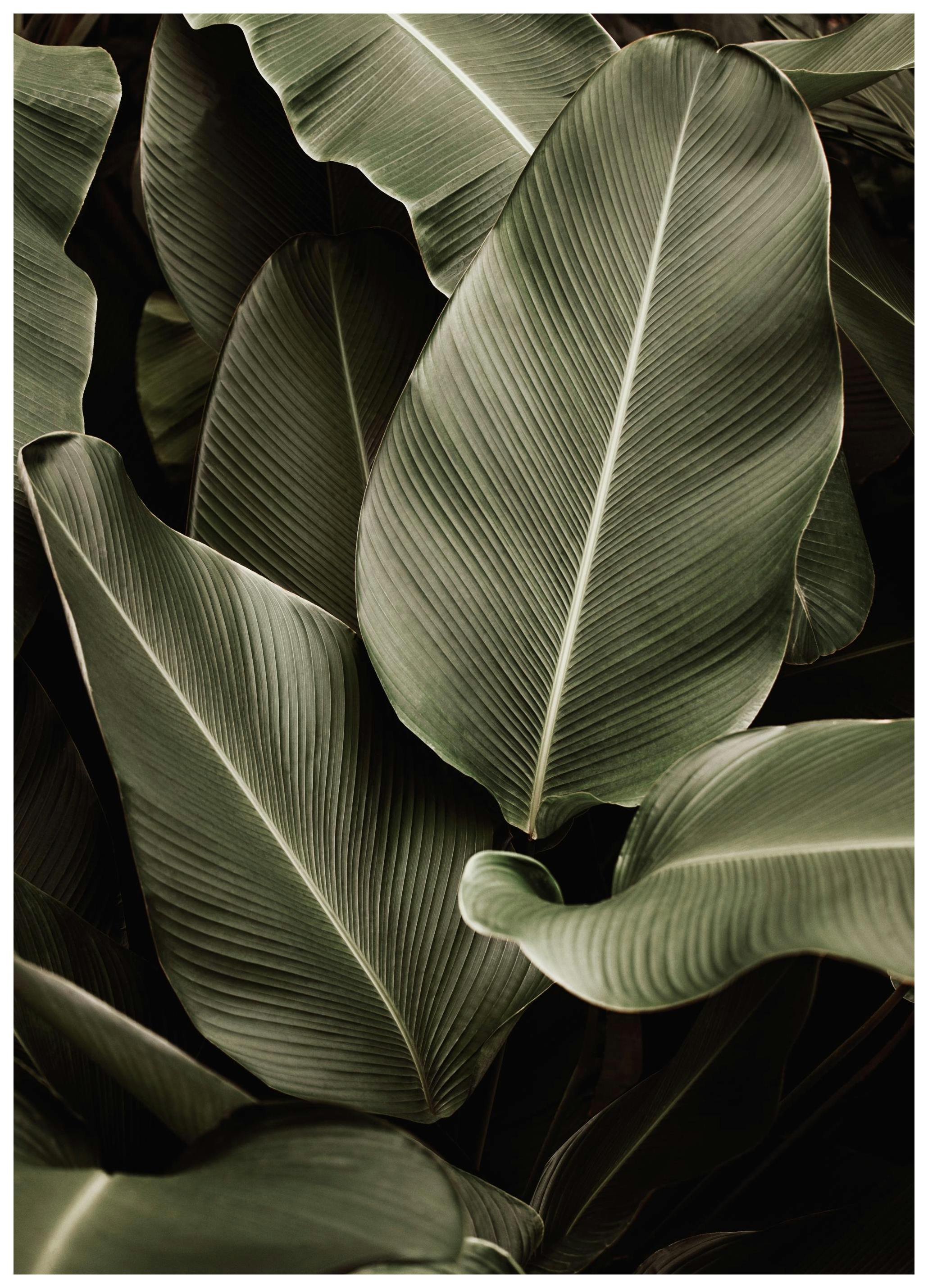 Green Symphony Poster (50x70 cm) - Groene planten