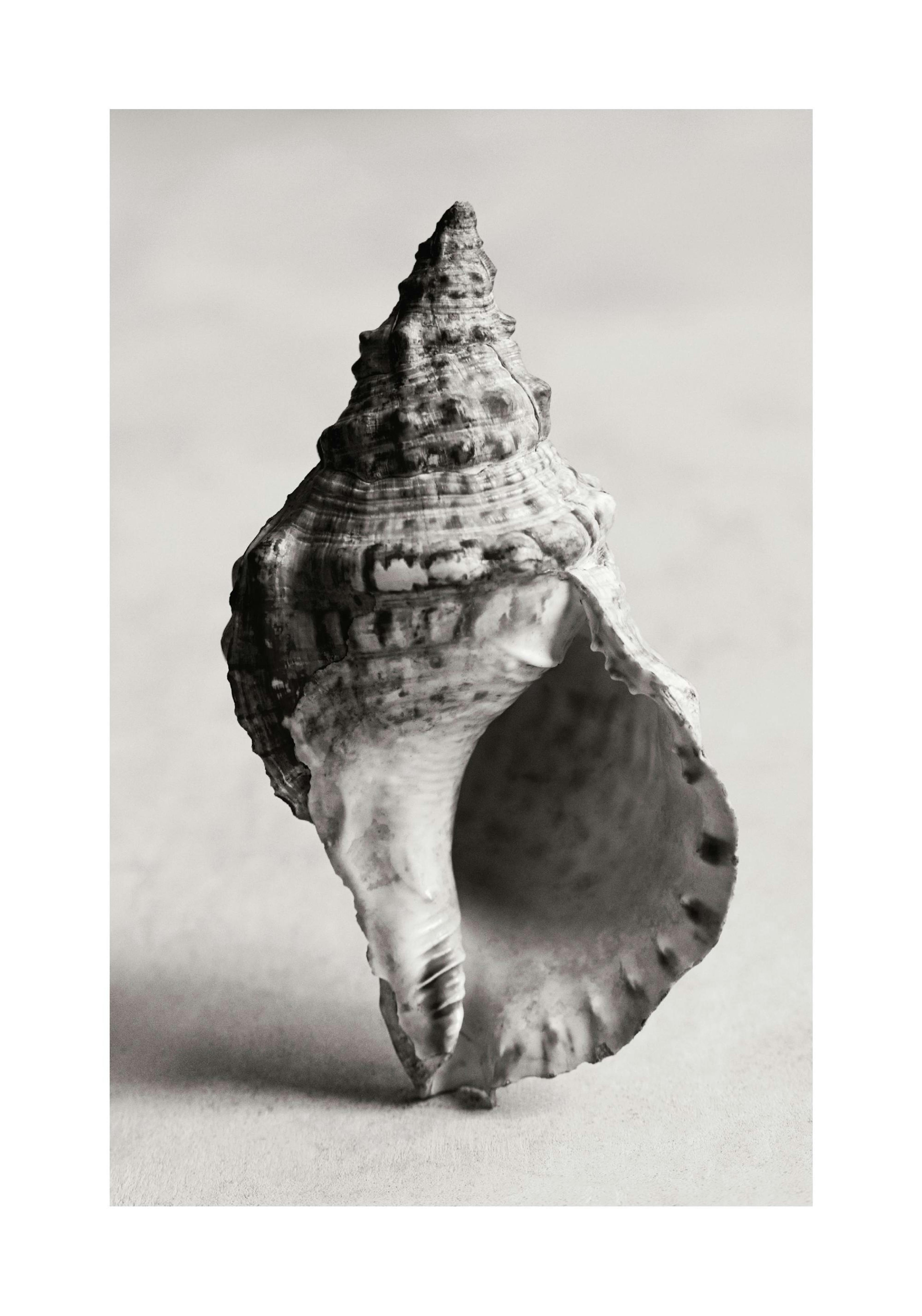 The Art of the Sea Plakat