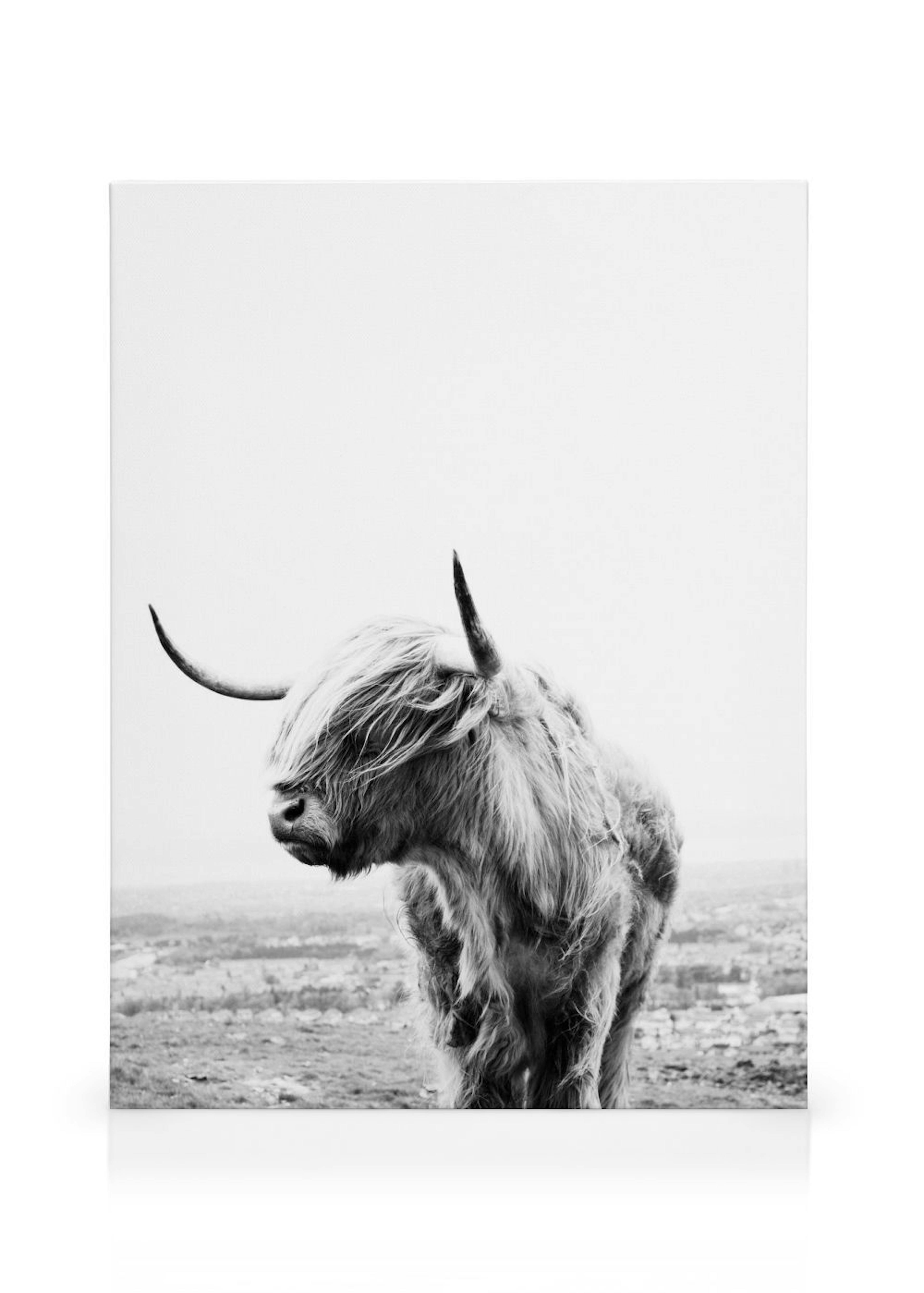 Highland Cow Canvas print