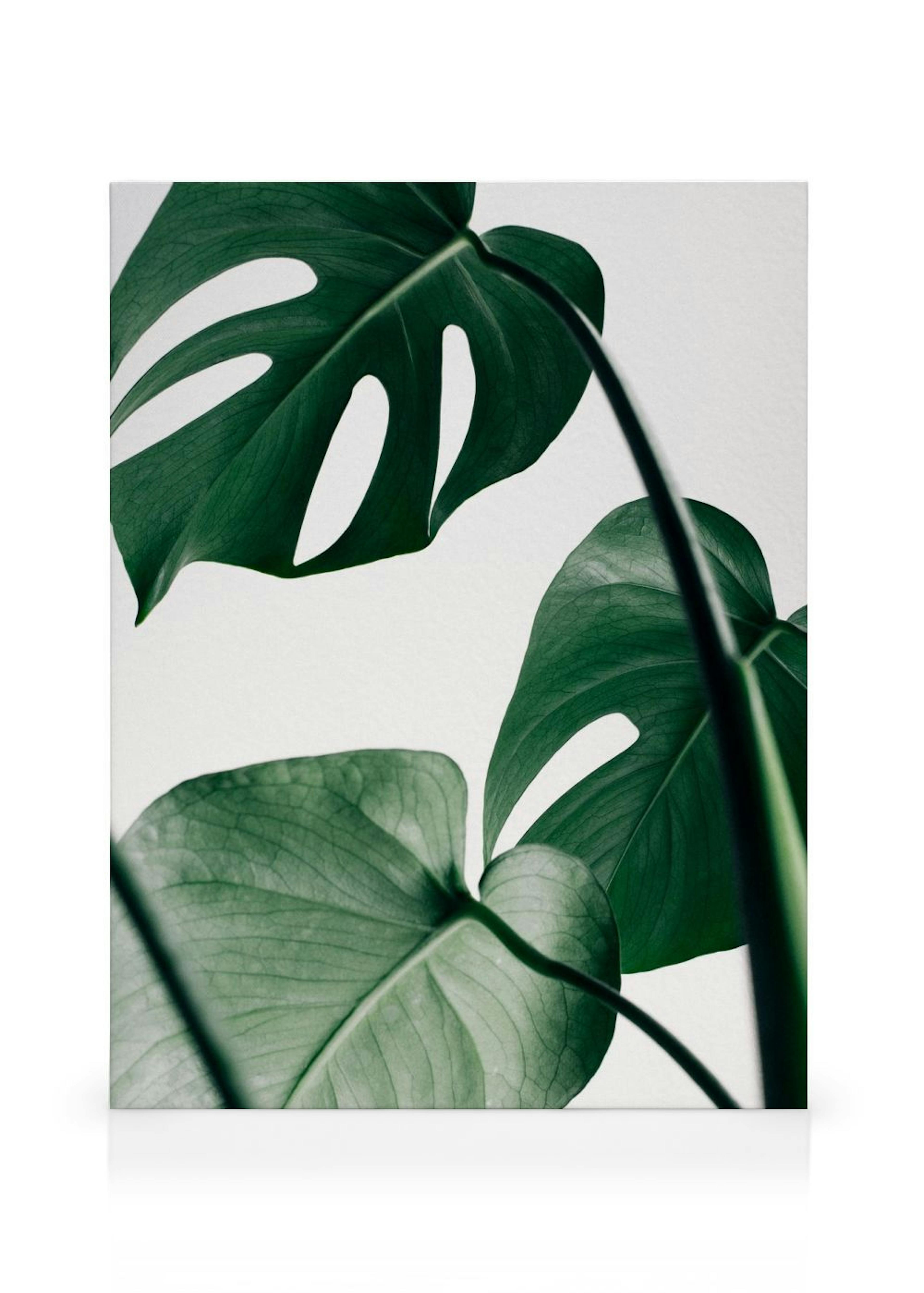 Monstera Three obraz na plátně