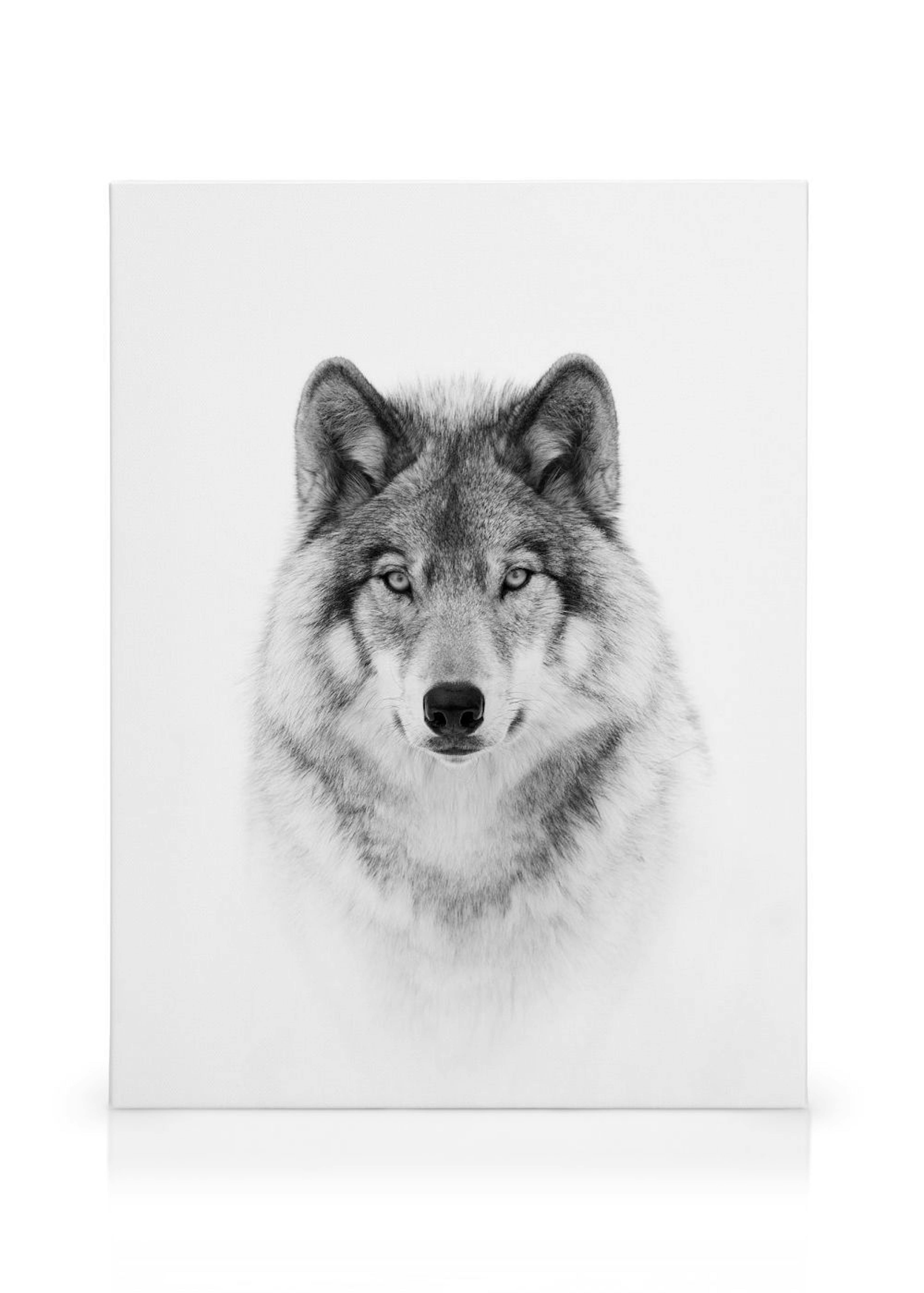 Wolf Canvas print