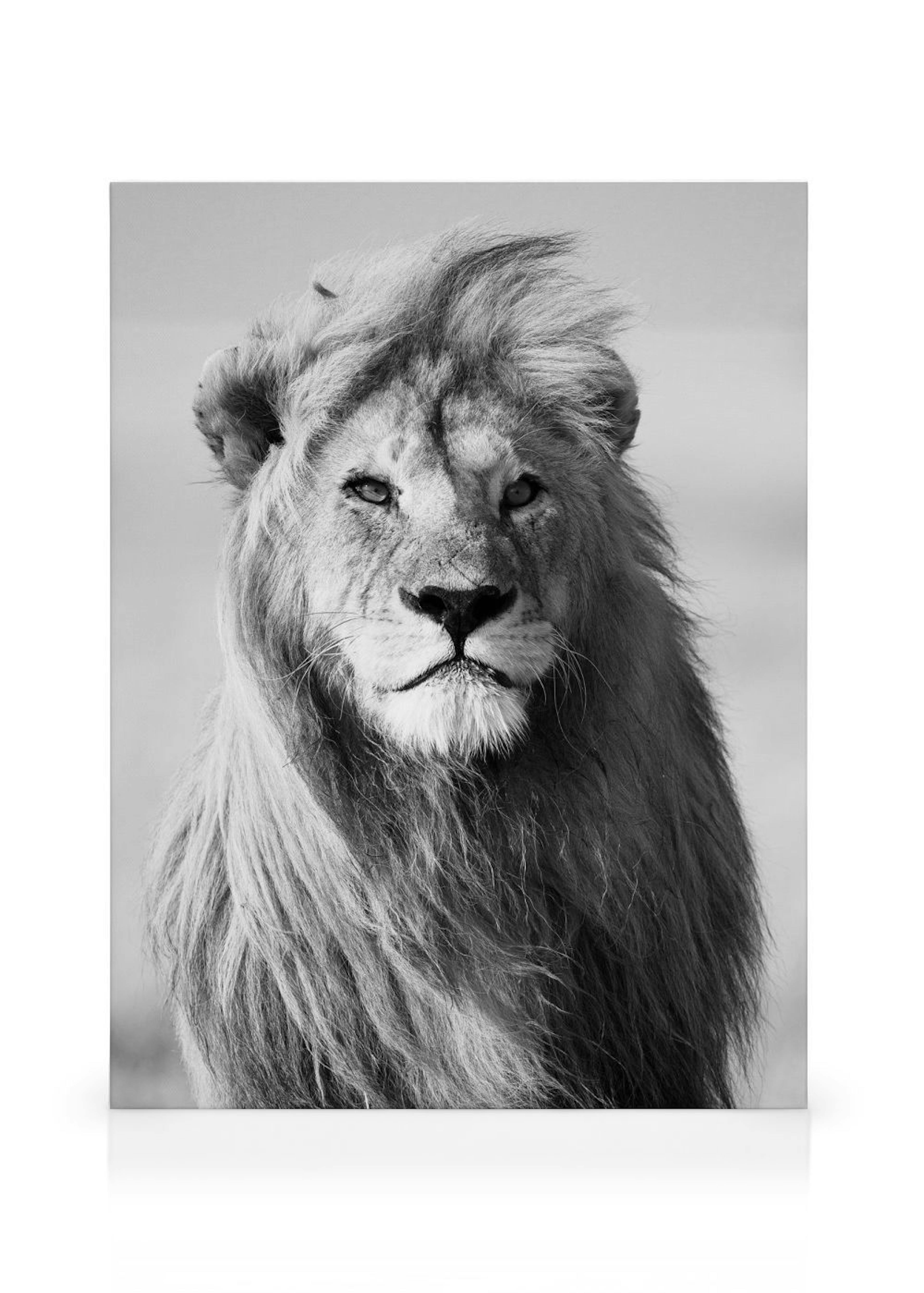 Lion Tela