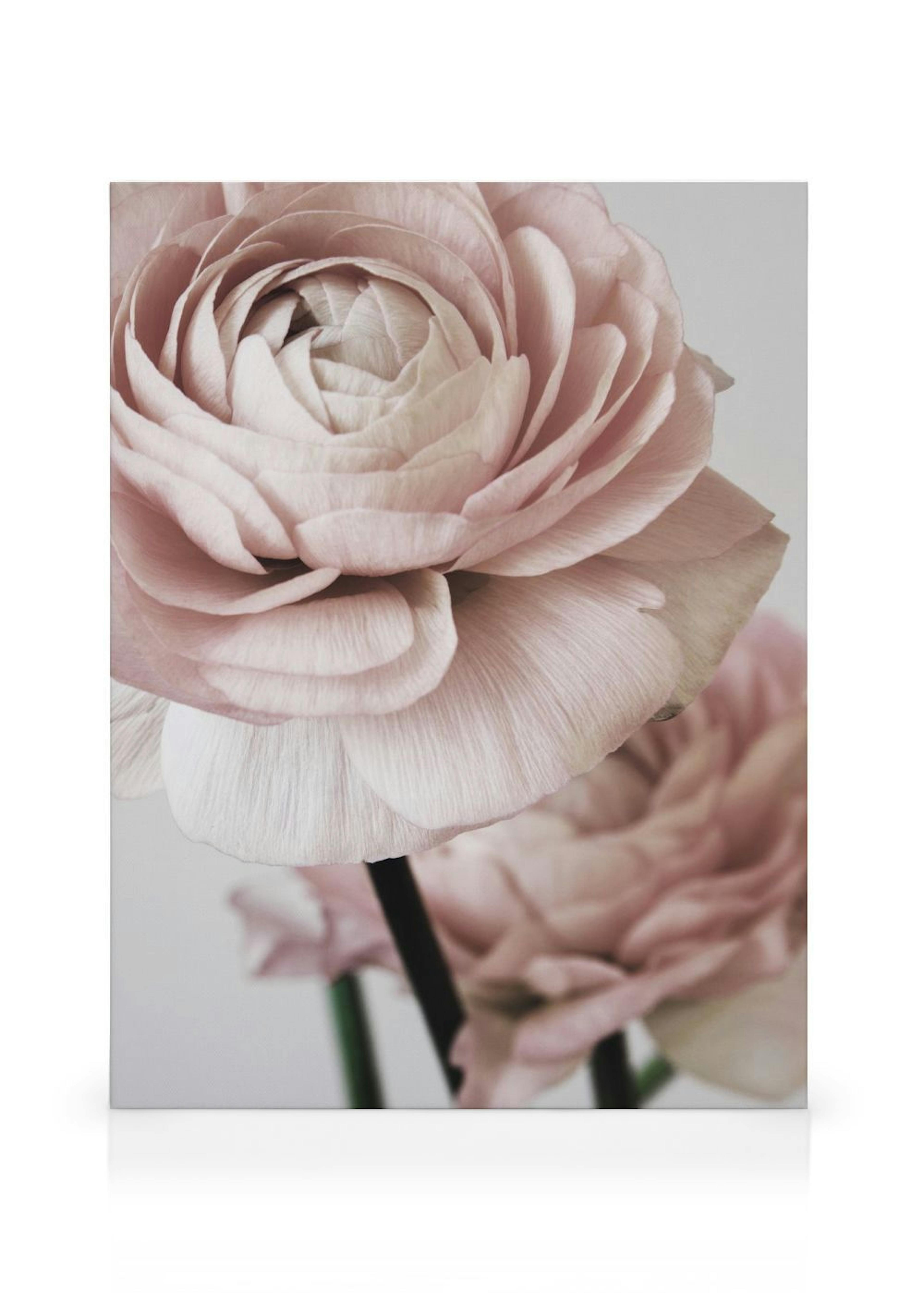 Pink Flower Dream No2 Canvas print