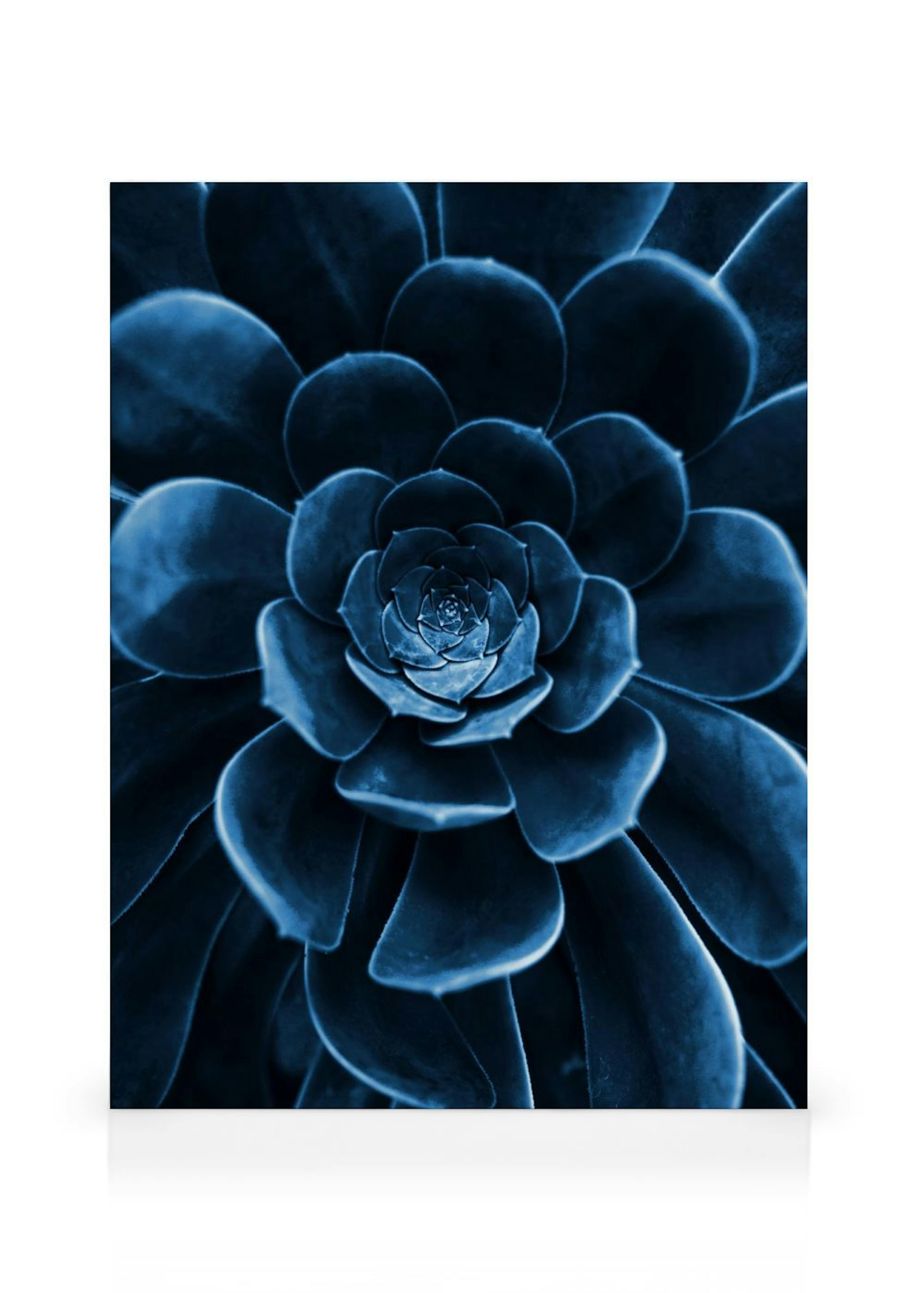 Blue Succulent Lienzo