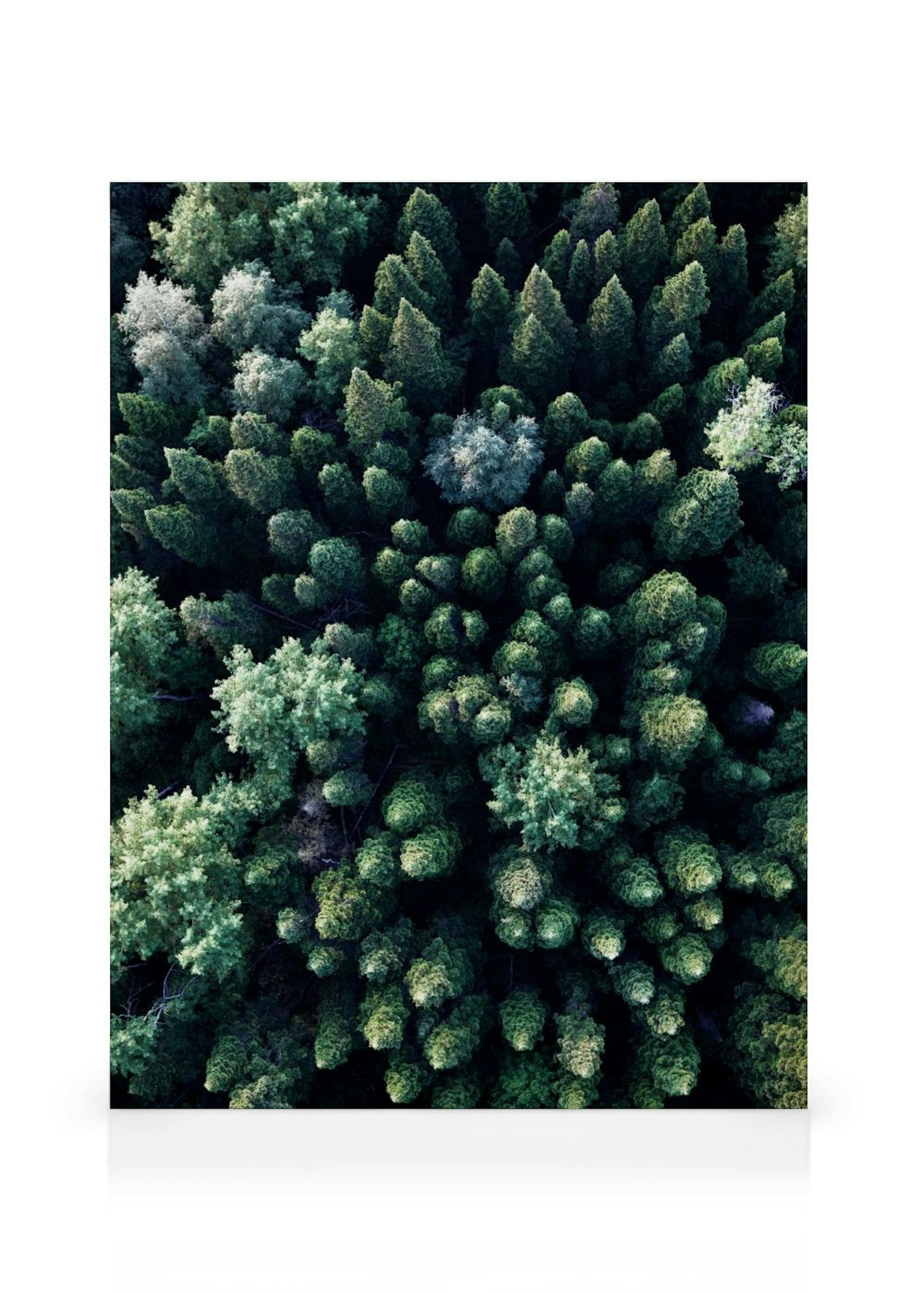 Forest Aerial Obraz na plátne