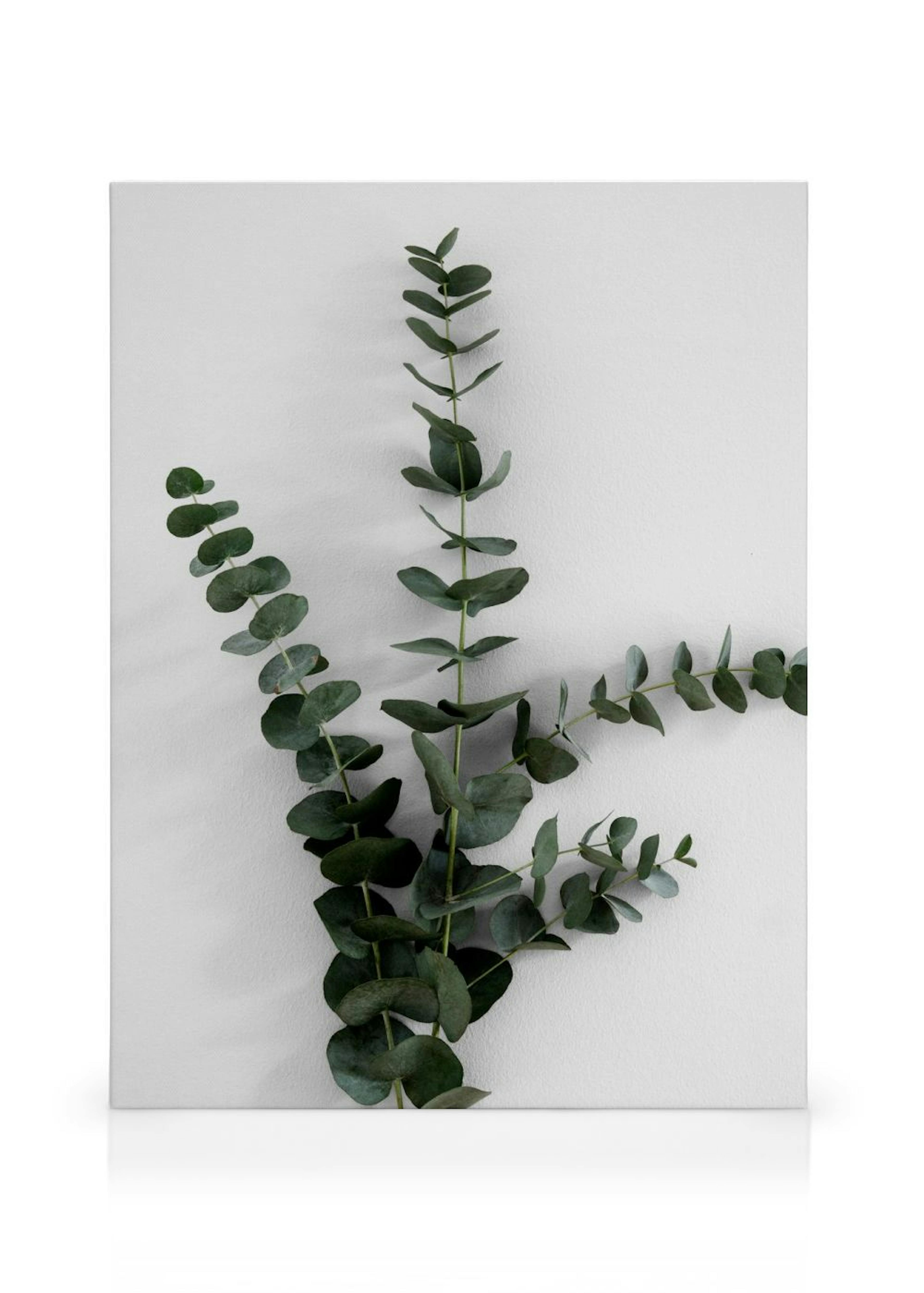 Eucalyptus Branch Three Canvas print