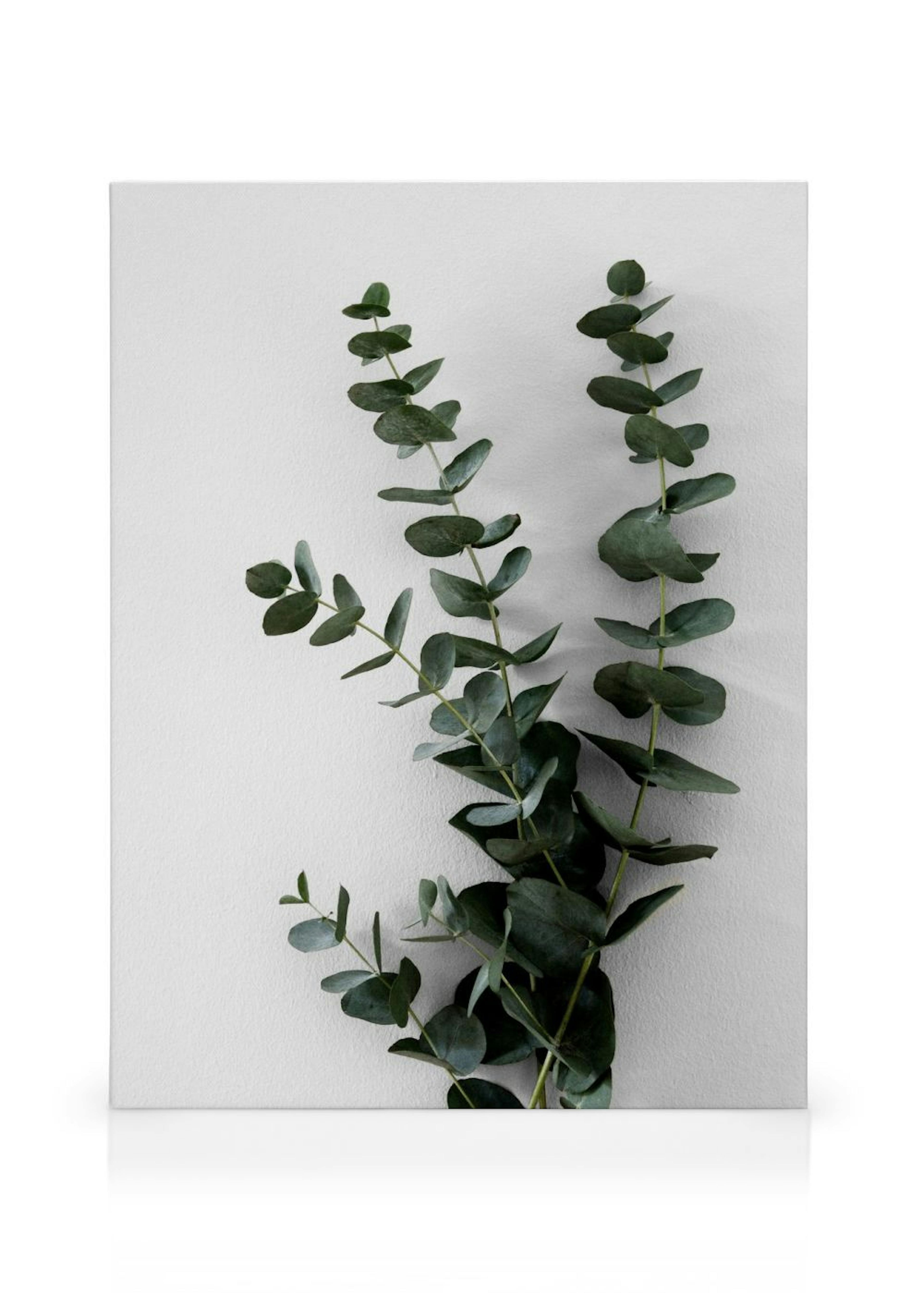 Eucalyptus Branch Two Canvas print