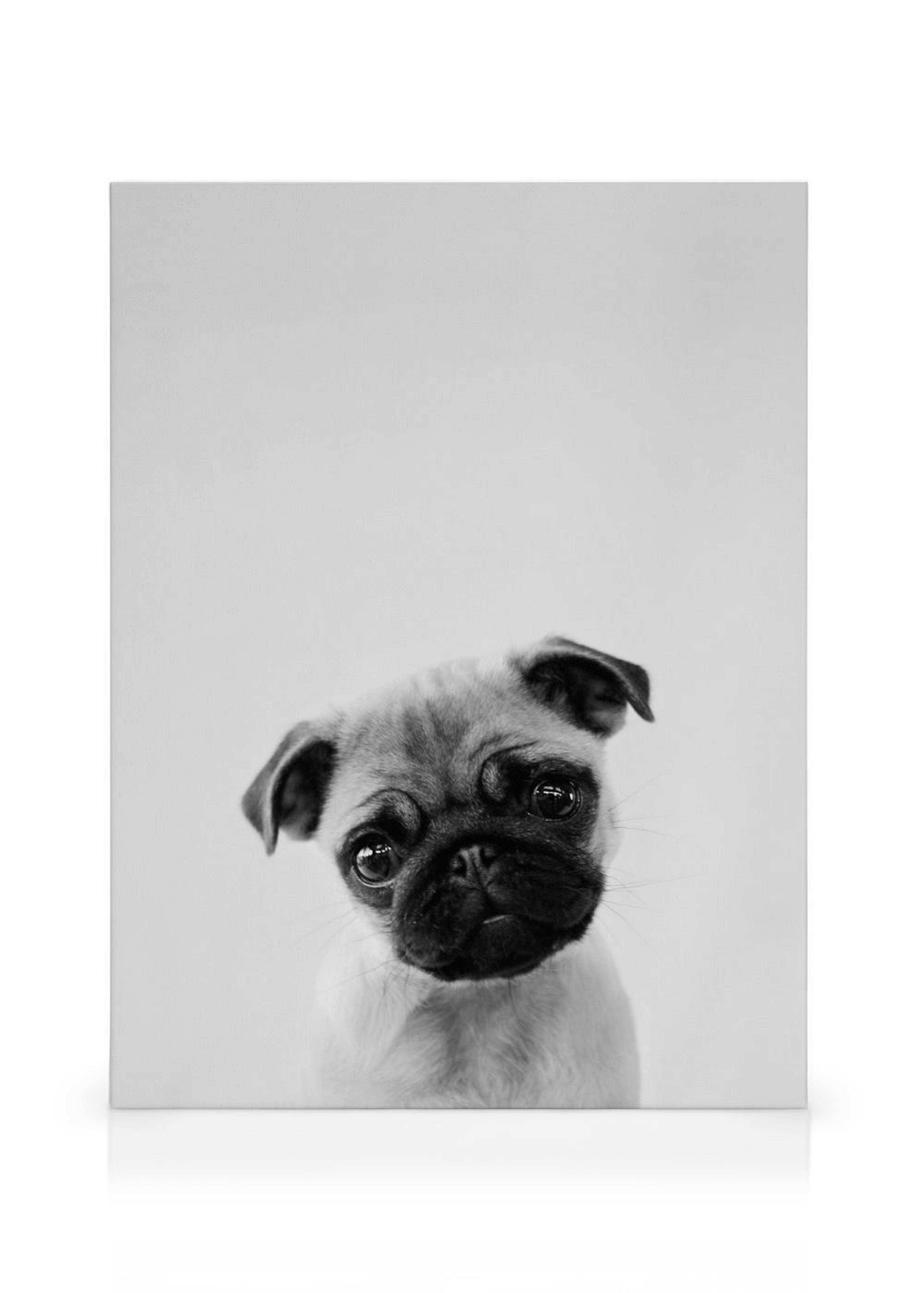 Pug Puppy Canvas print