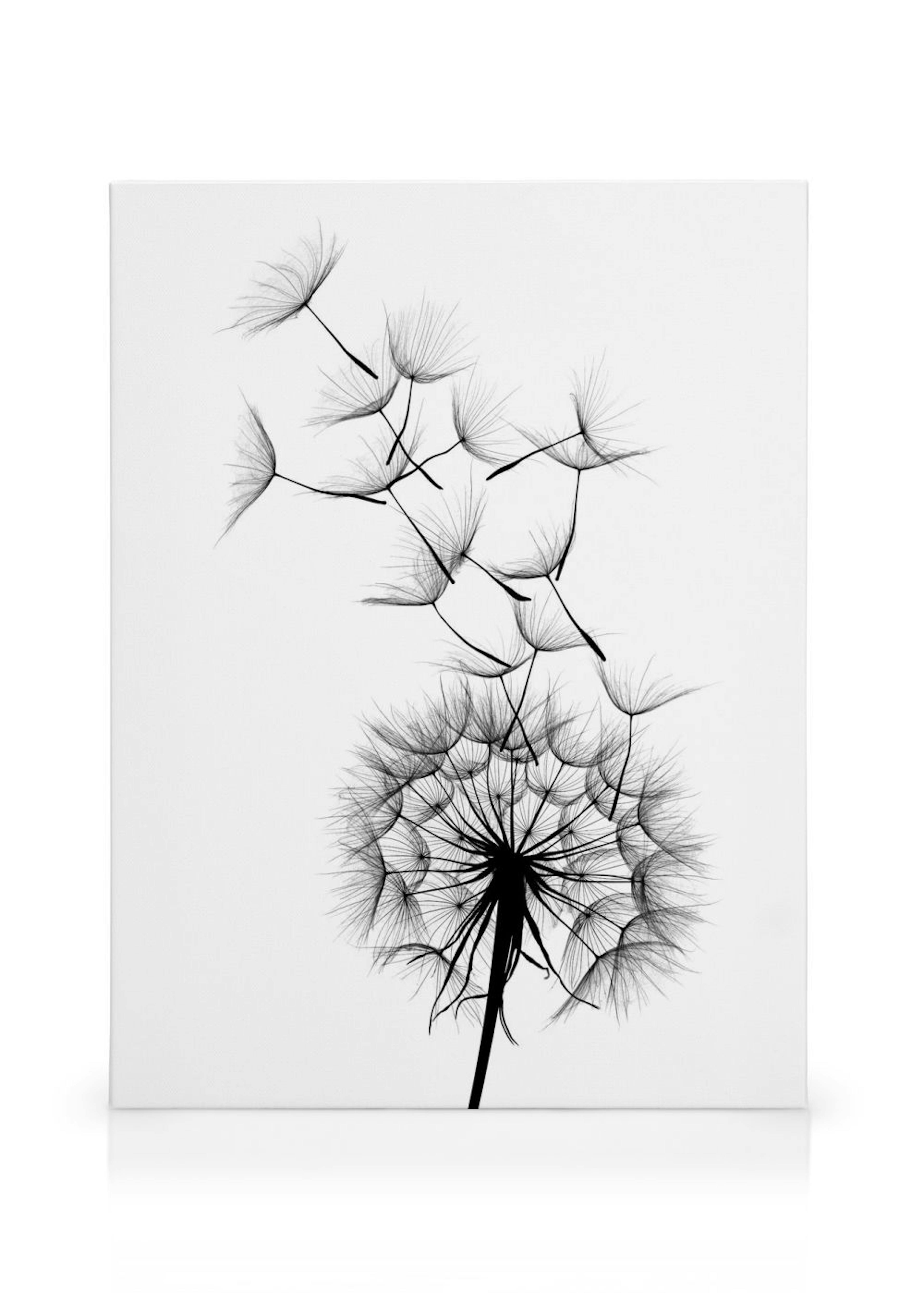 Dandelion No2 Canvas print