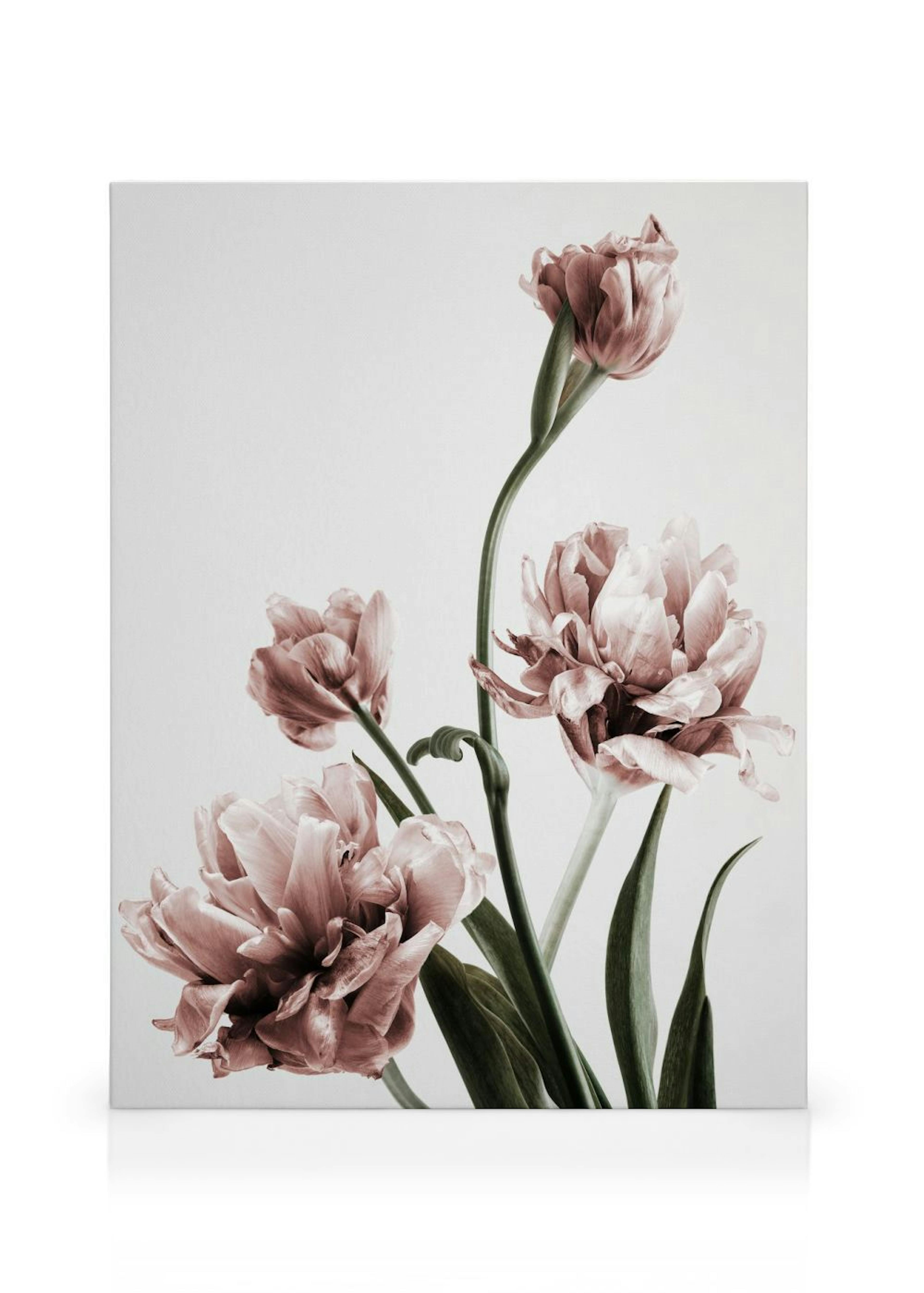 Pink Tulipe No3 Canvastavla