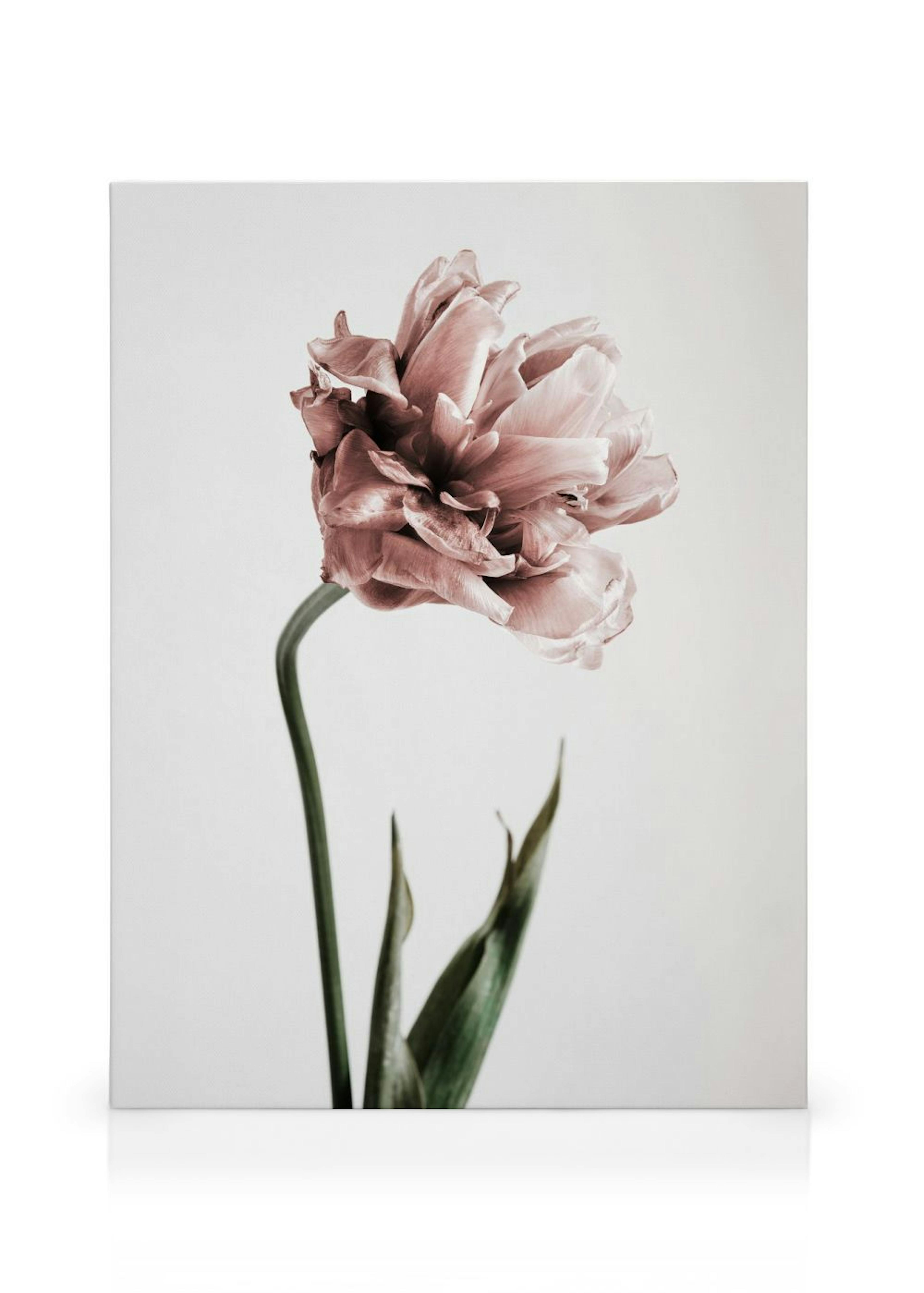 Pink Tulipe No1 Obraz na płótnie
