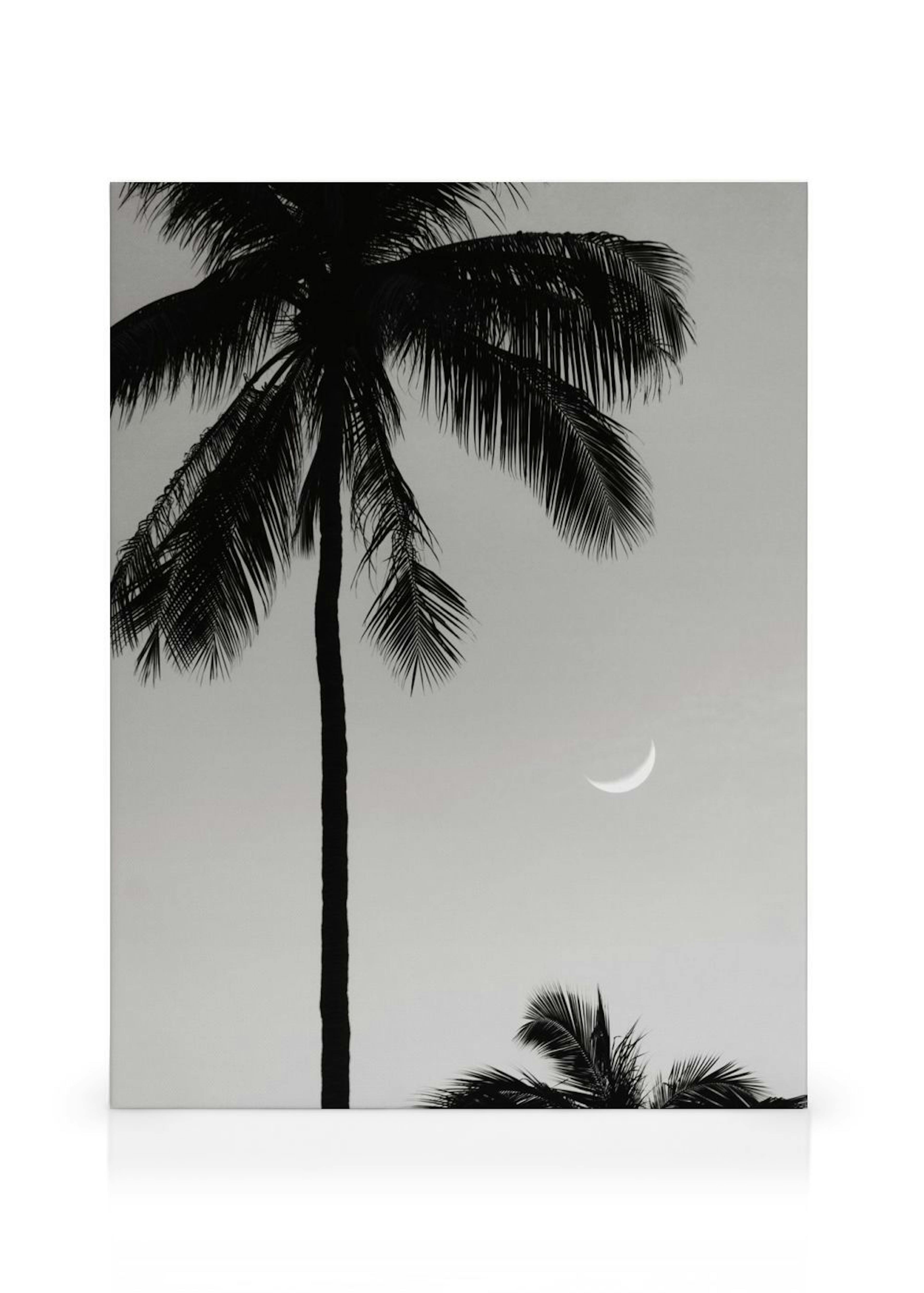 Moonlit Palms Lienzo