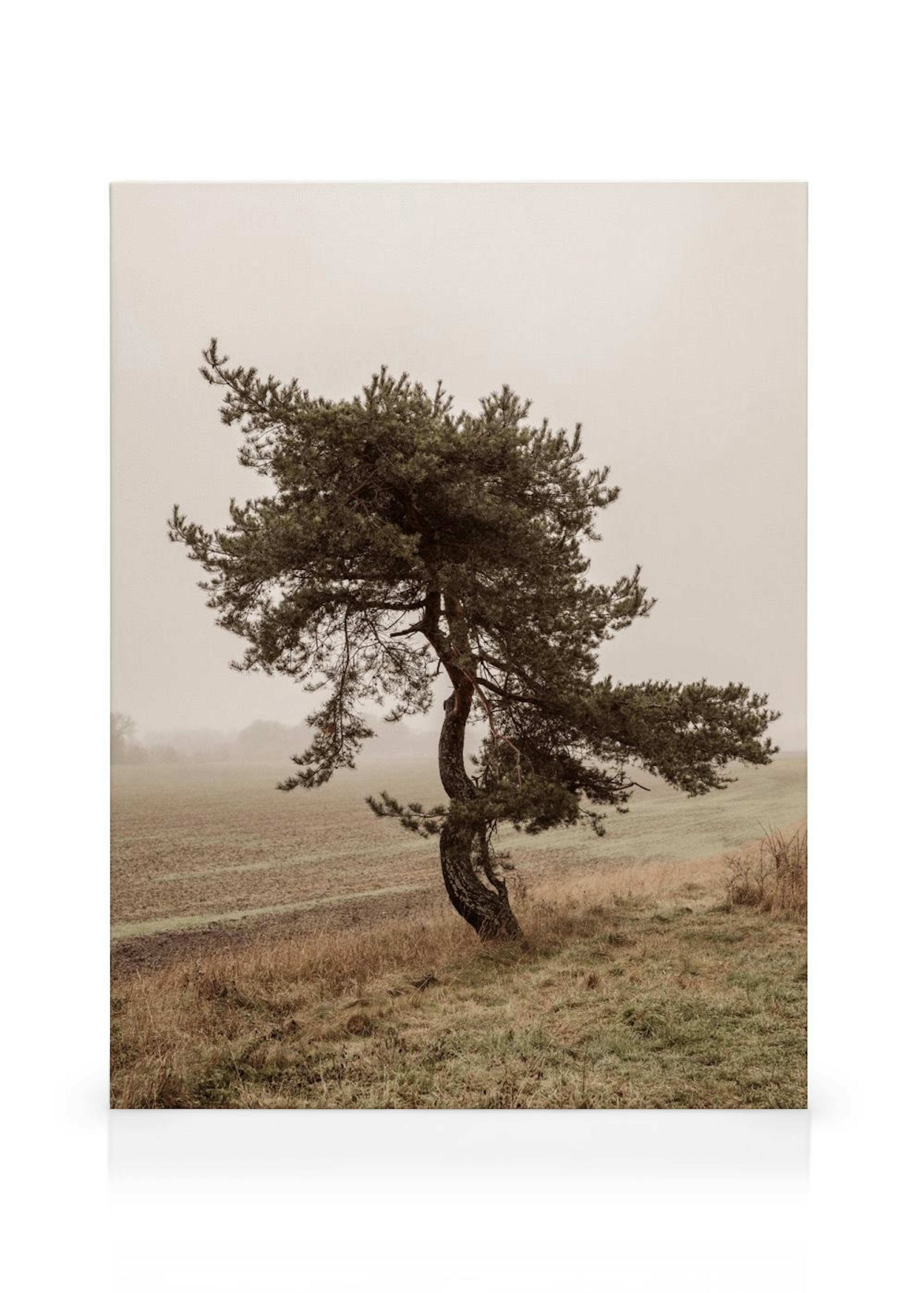 Moody Tree Canvas