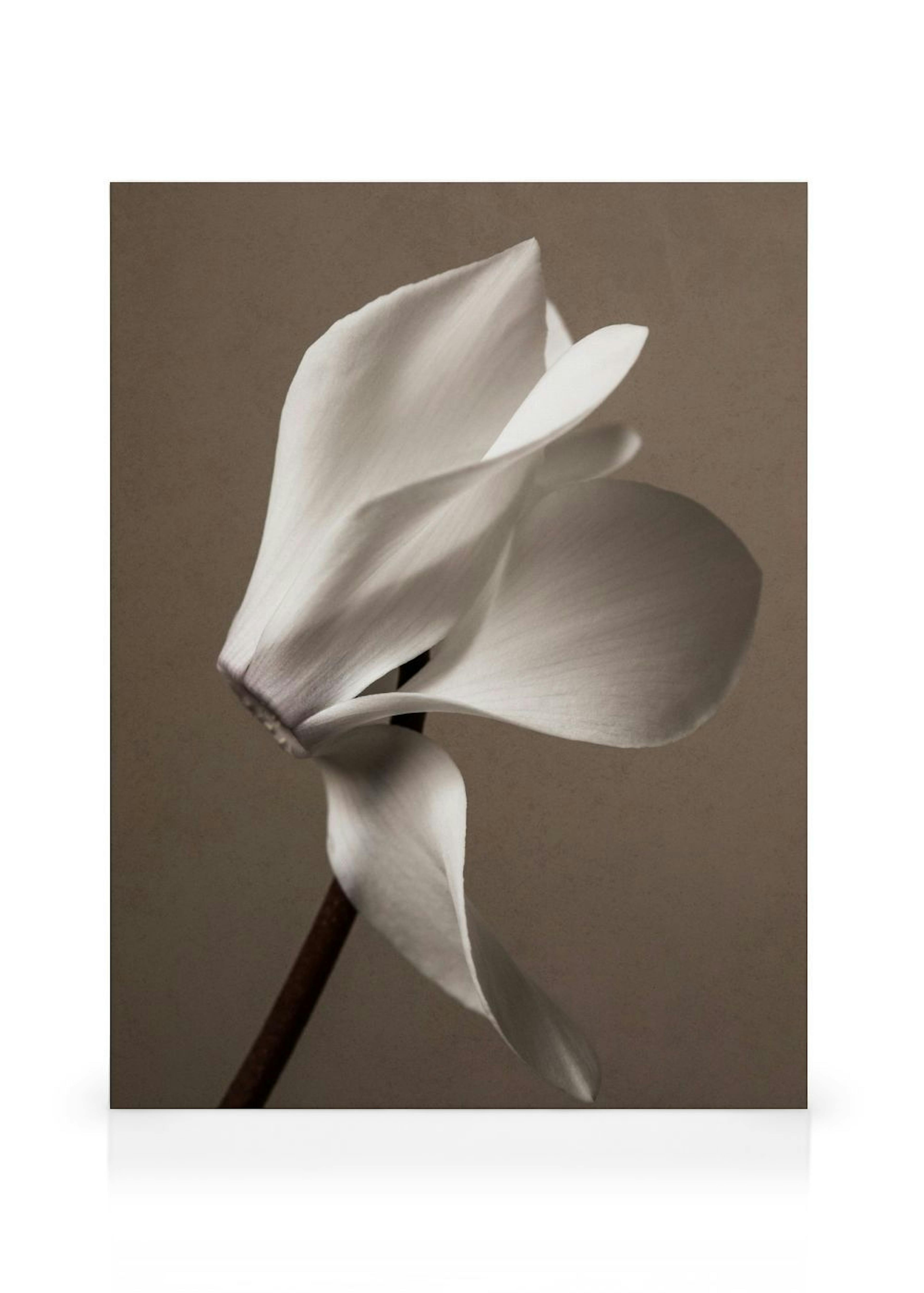 Elegant Blossom Canvas