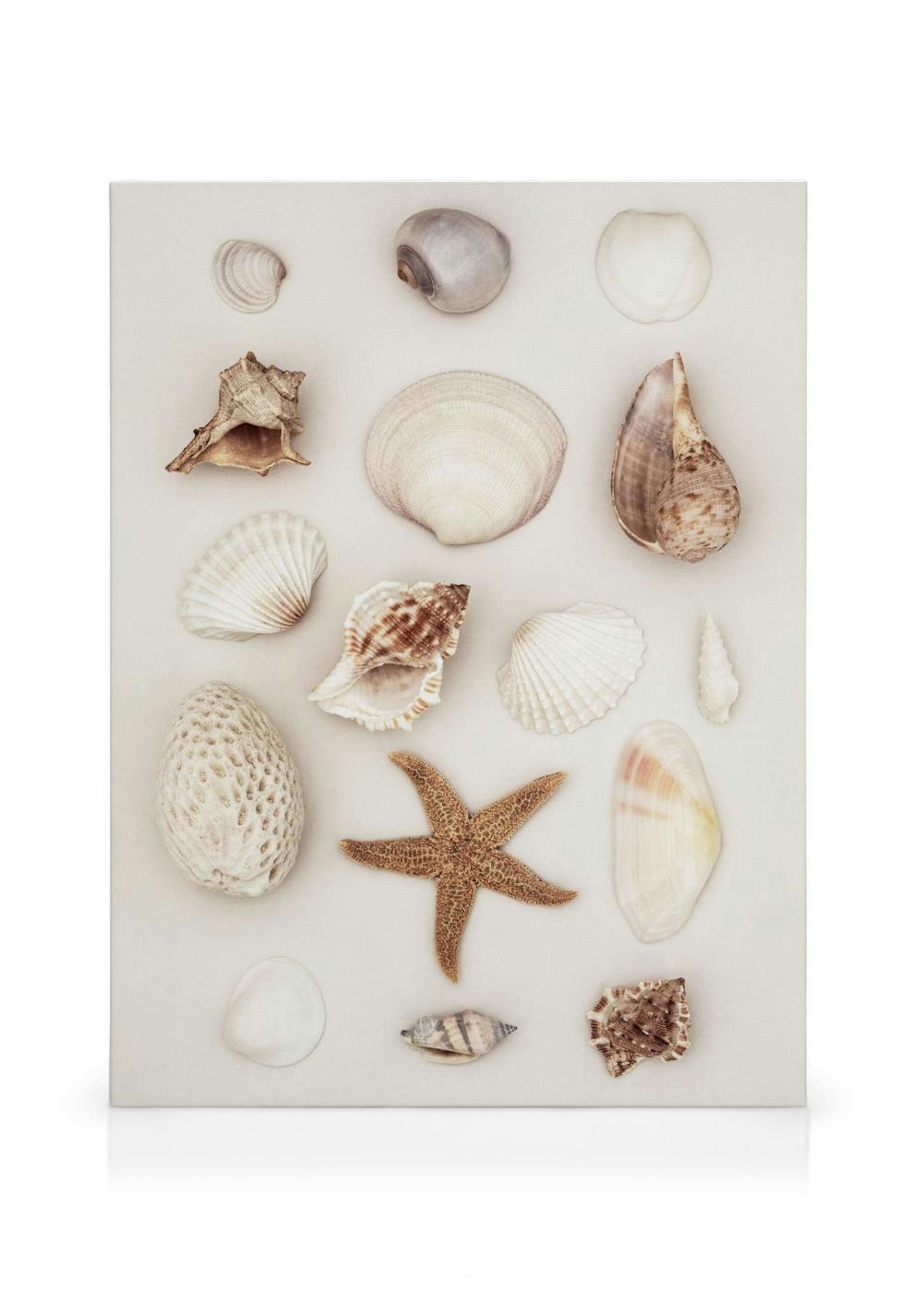 Seashells and Starfish Canvas