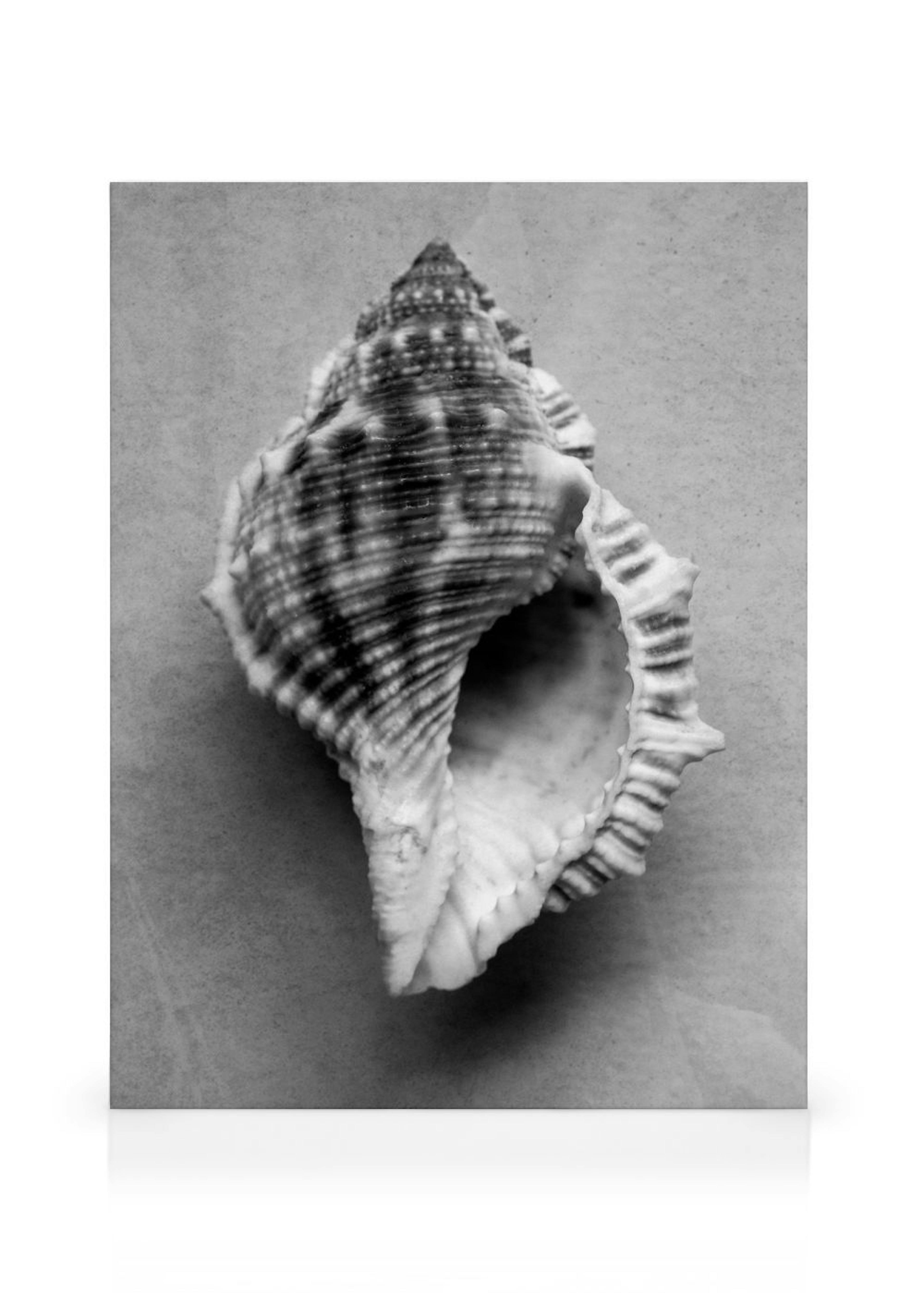 Monochrome Shell Toile