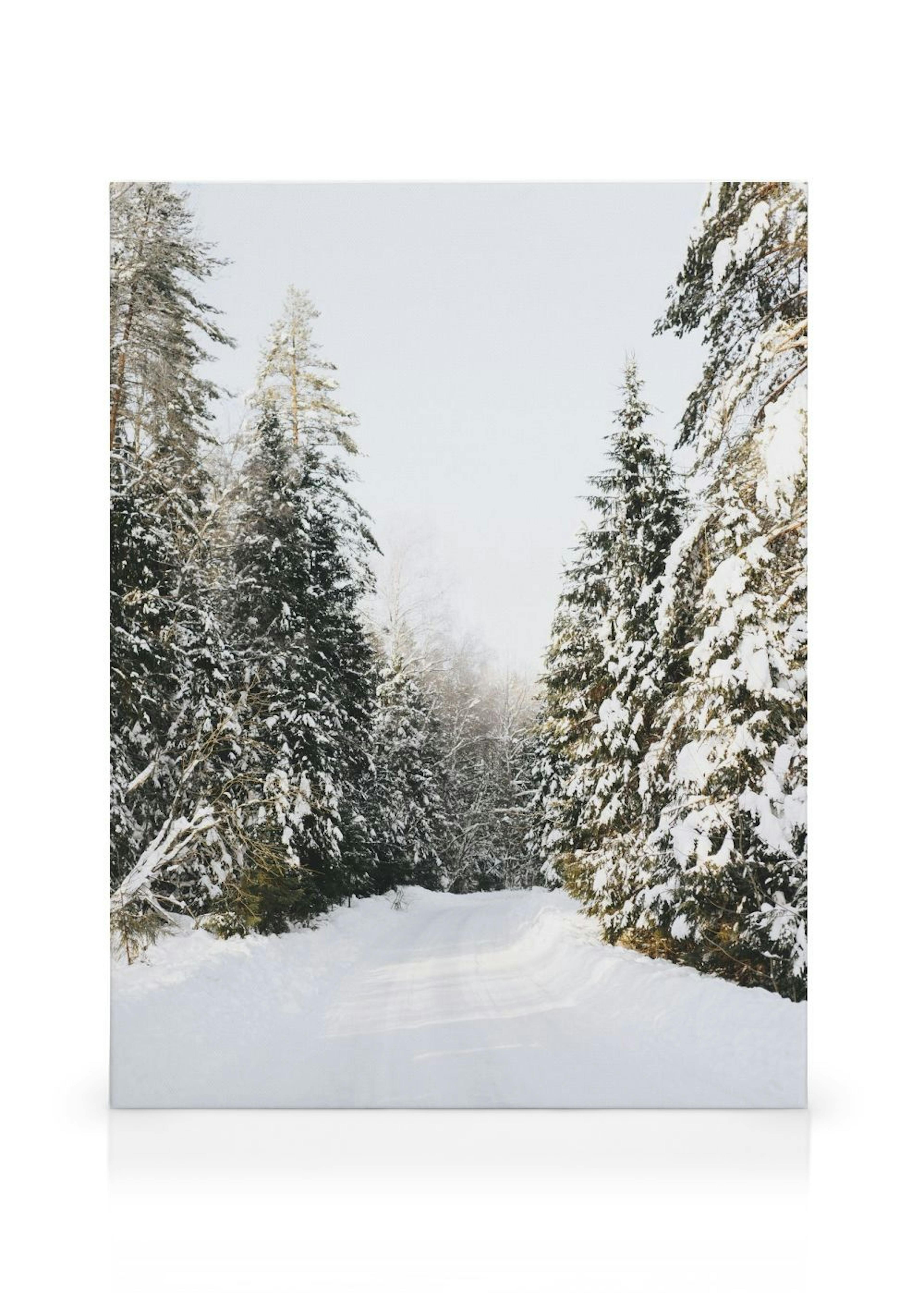 Coniferous Tree Road Obraz na plátně