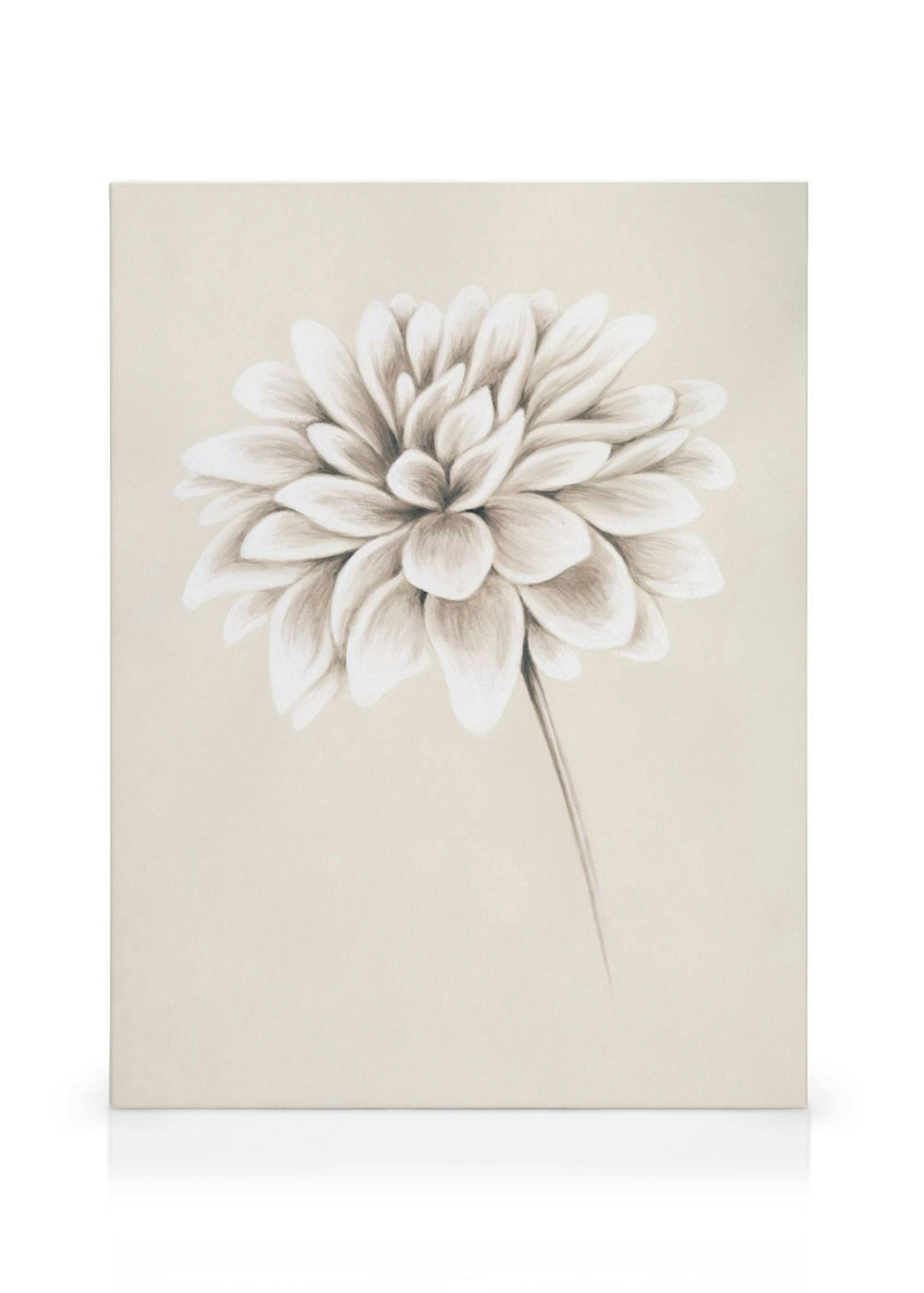 Painted Dahlia Canvas