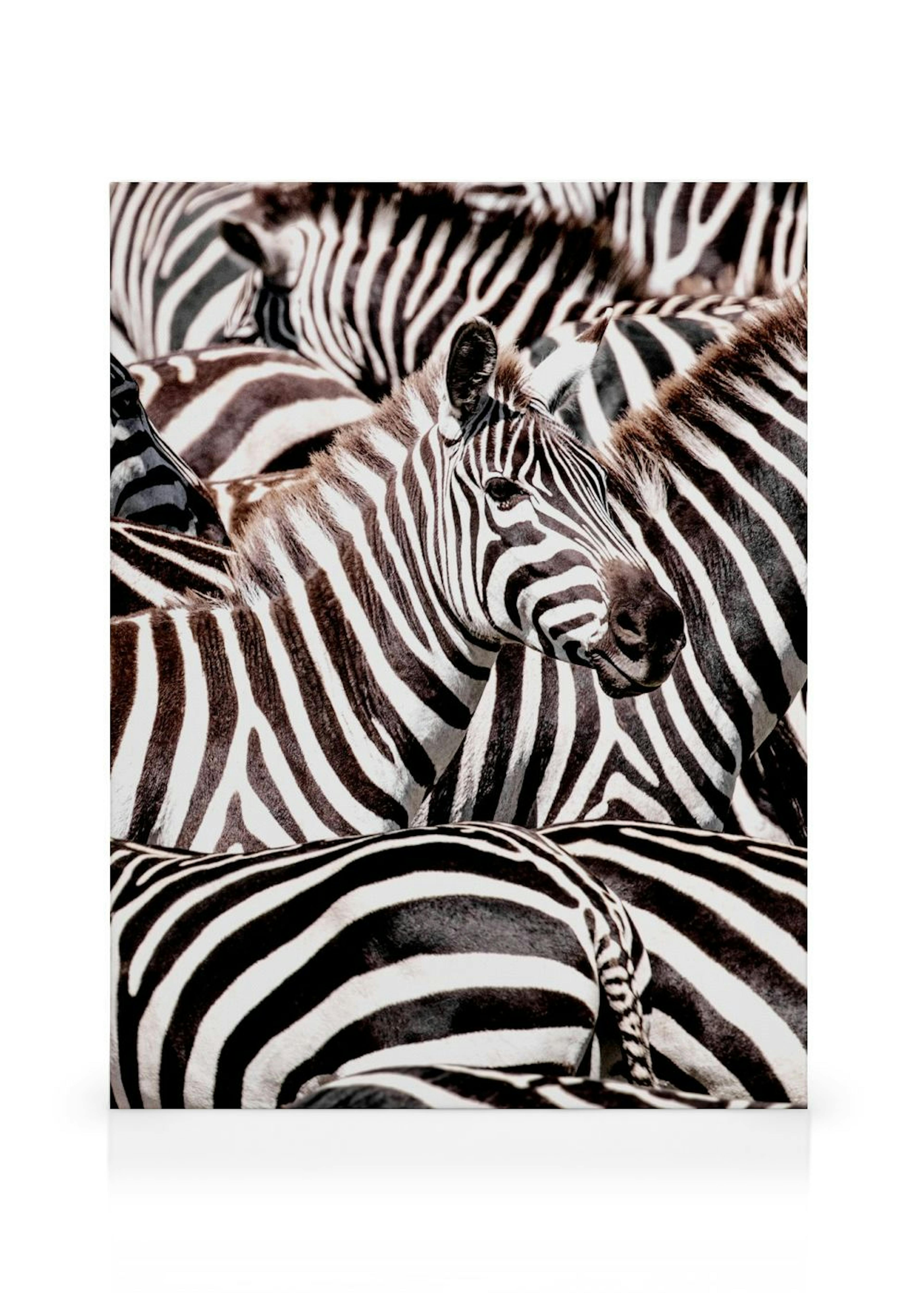 Crossing Zebras Lienzo