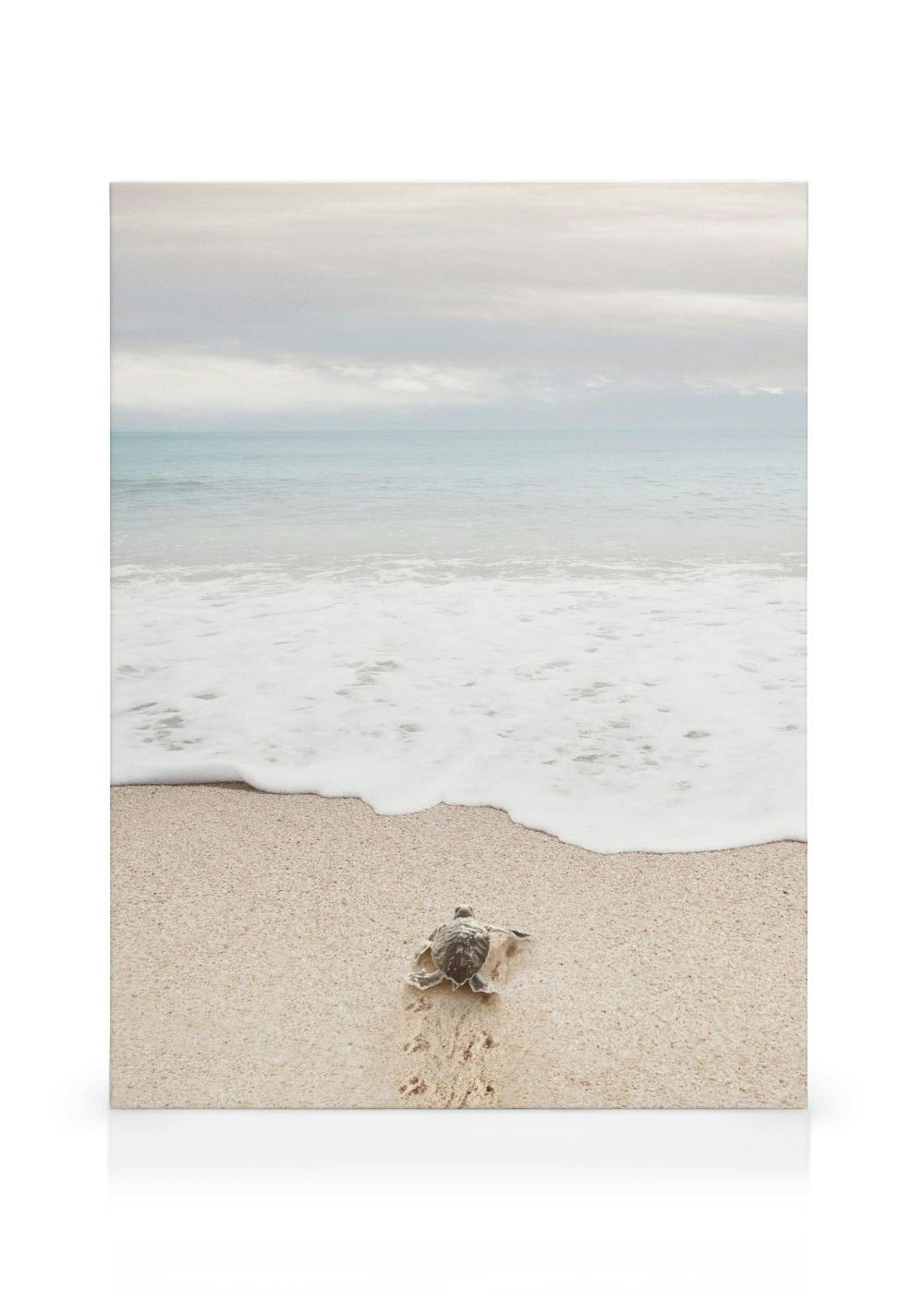 Turtle on the Beach Canvas