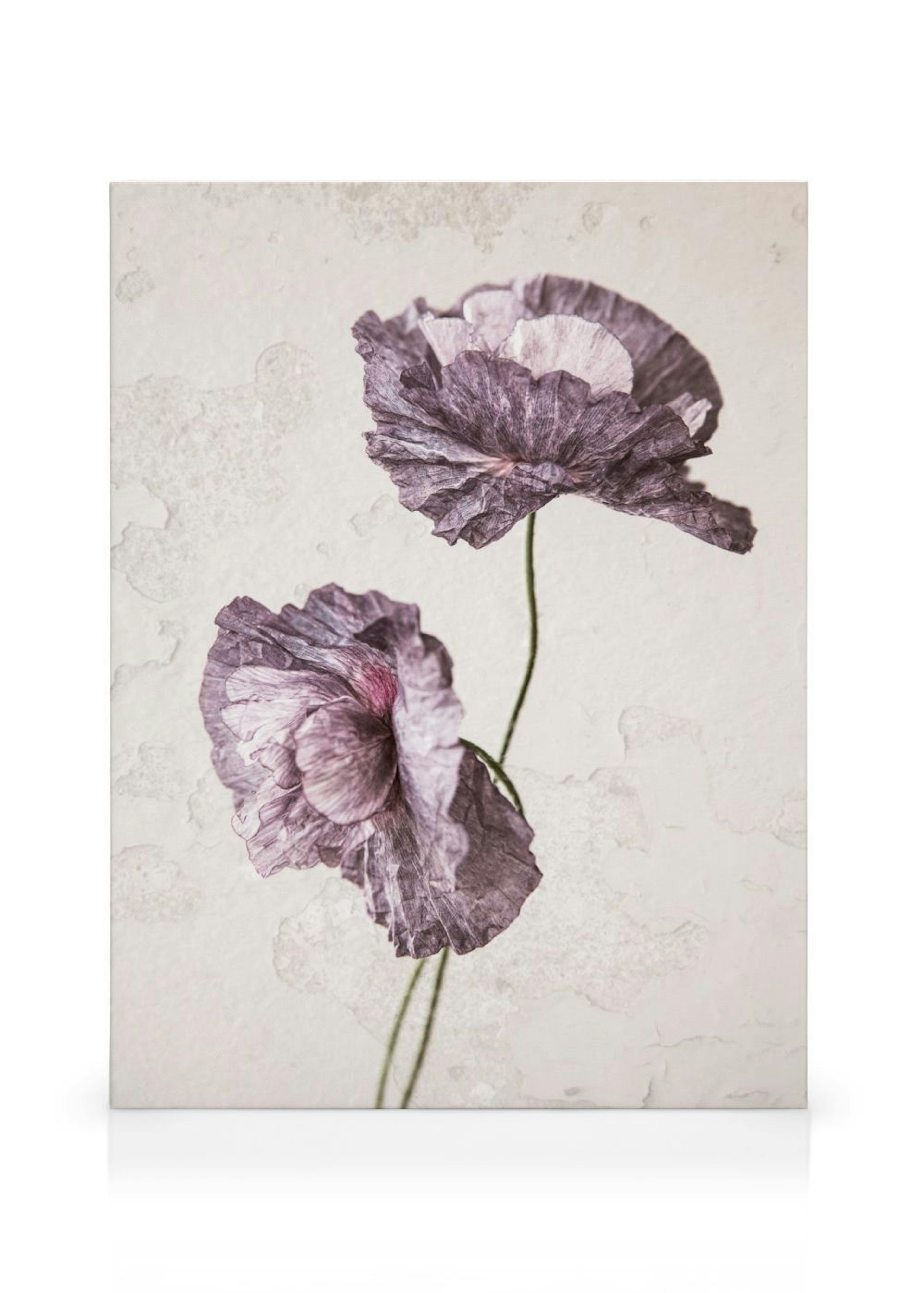 Purple Poppy Flower Canvas print
