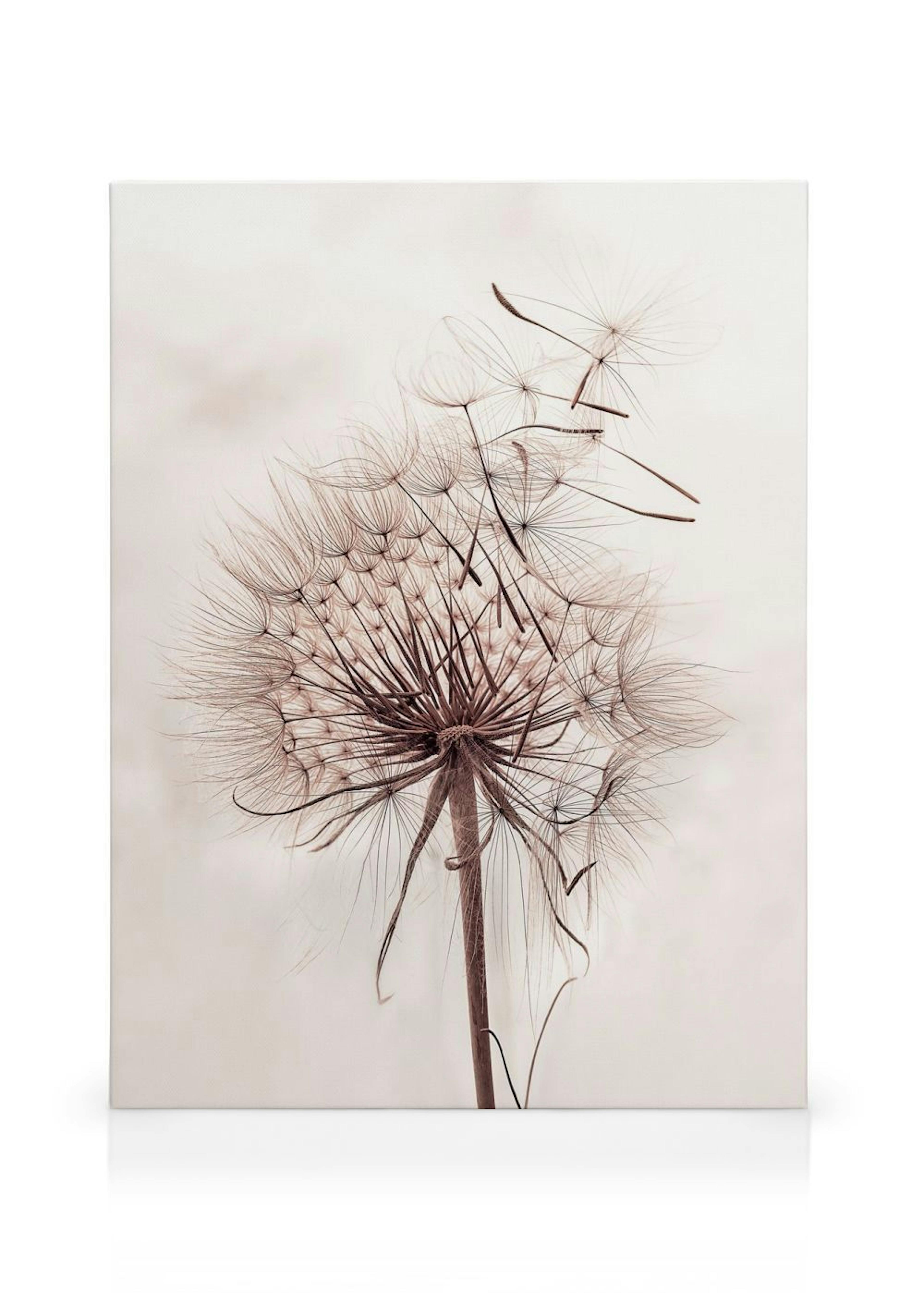 Delicate Dandelion Canvas print