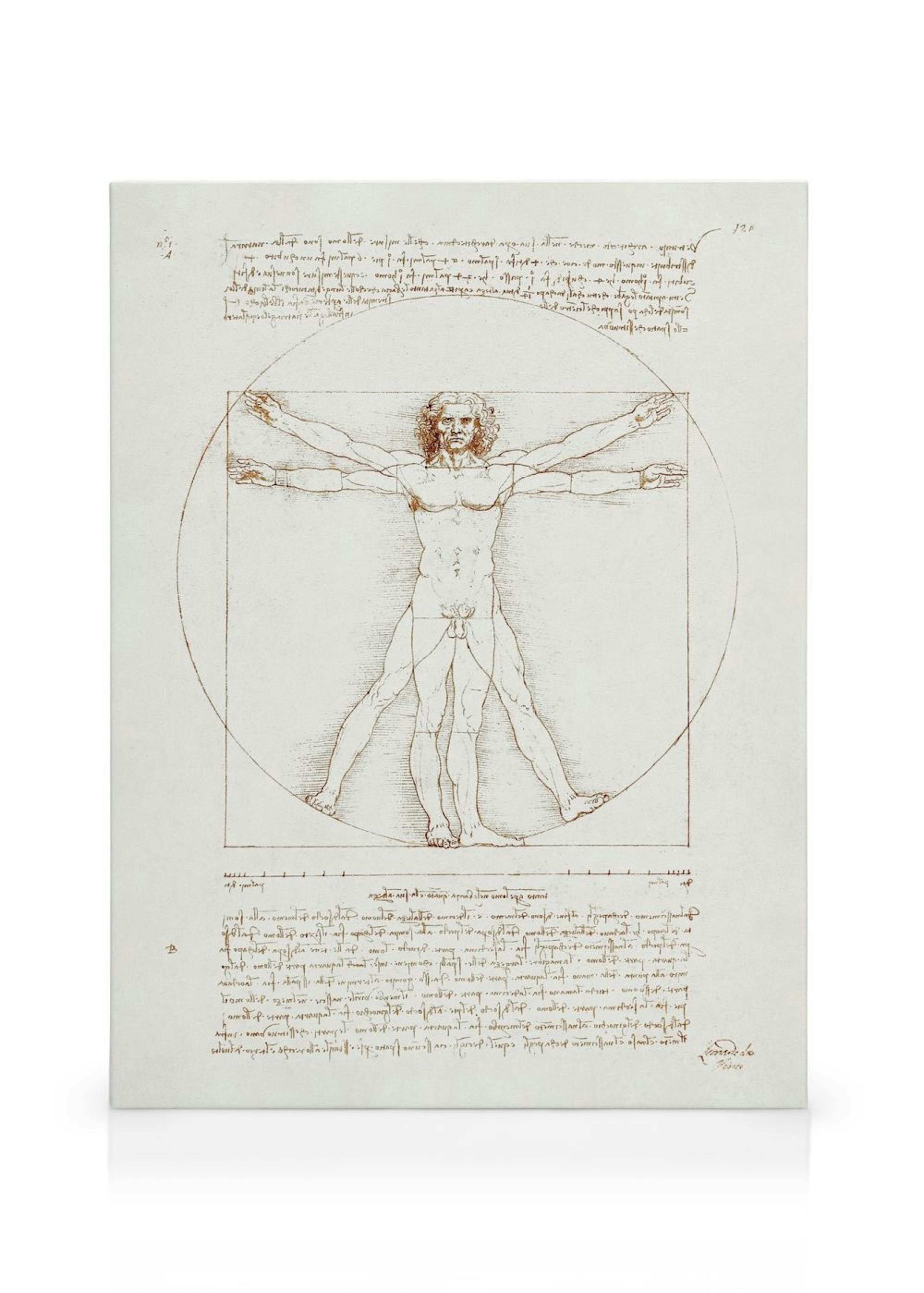 Leonardo Da Vinci - Vitruvian Man Canvas