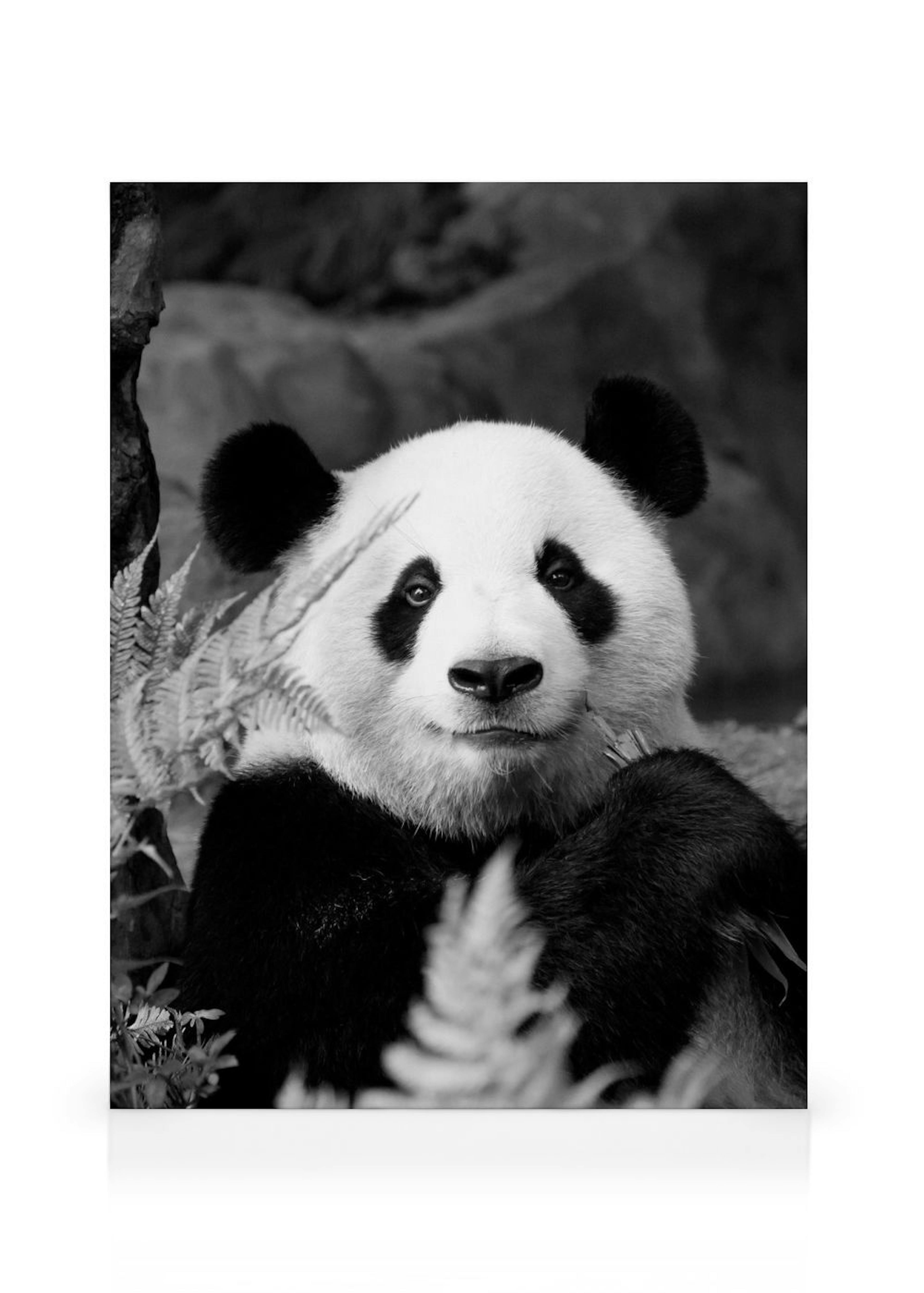 Giant Panda Leinwandbild
