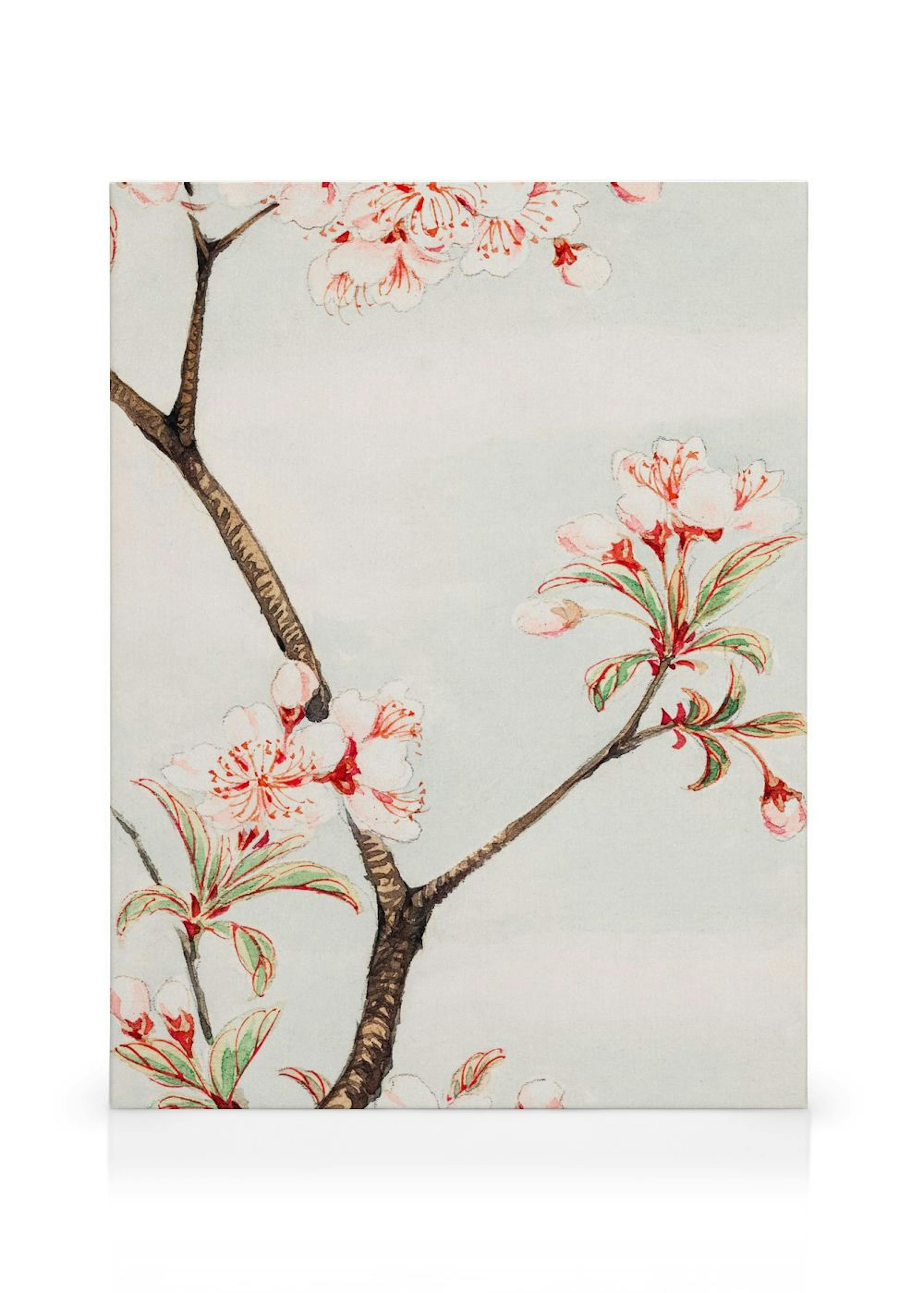 Megata Morikaga - Sakura Cherry Tableau sur toile