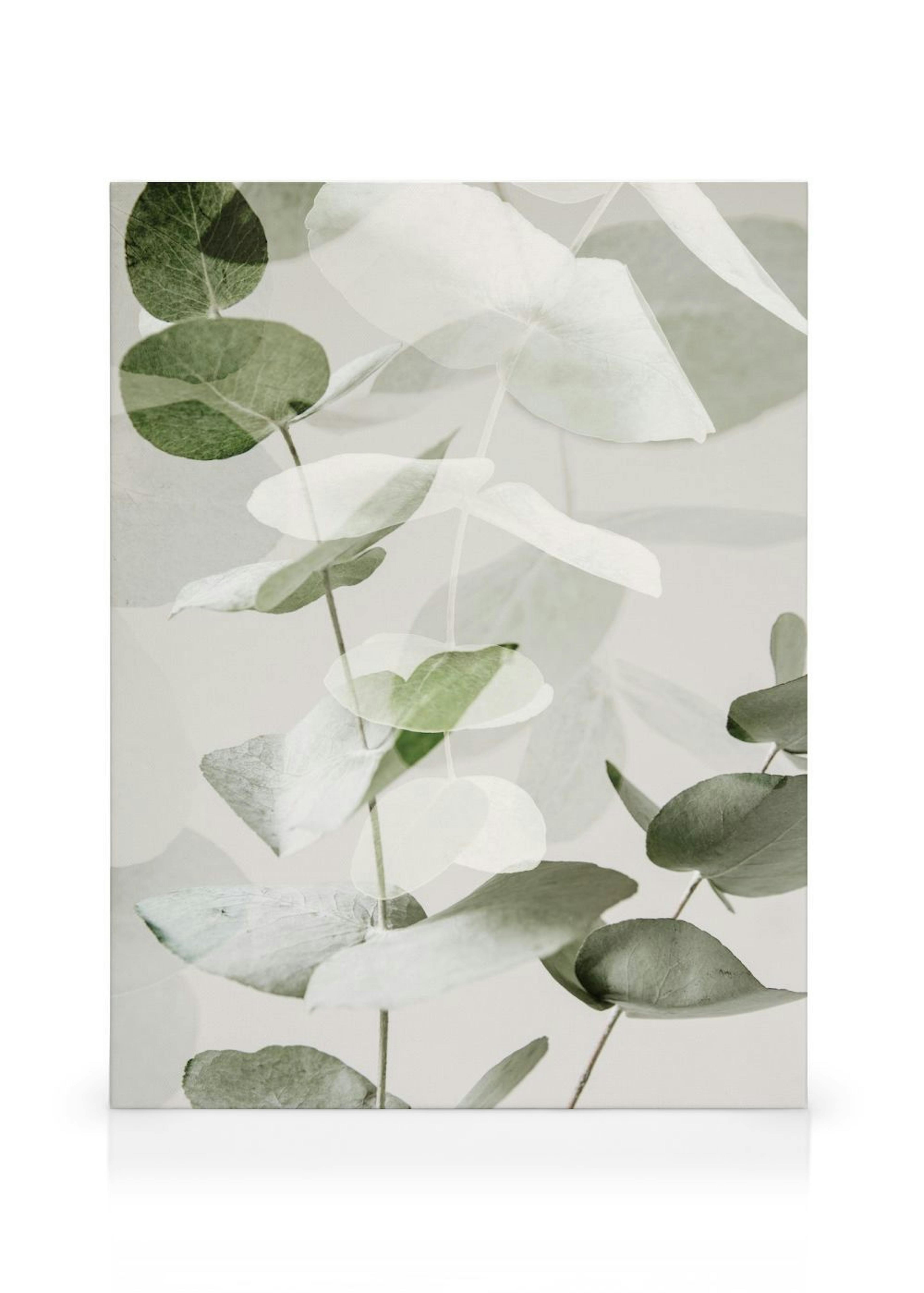 Eucalyptus Shades No2 Obraz na płótnie